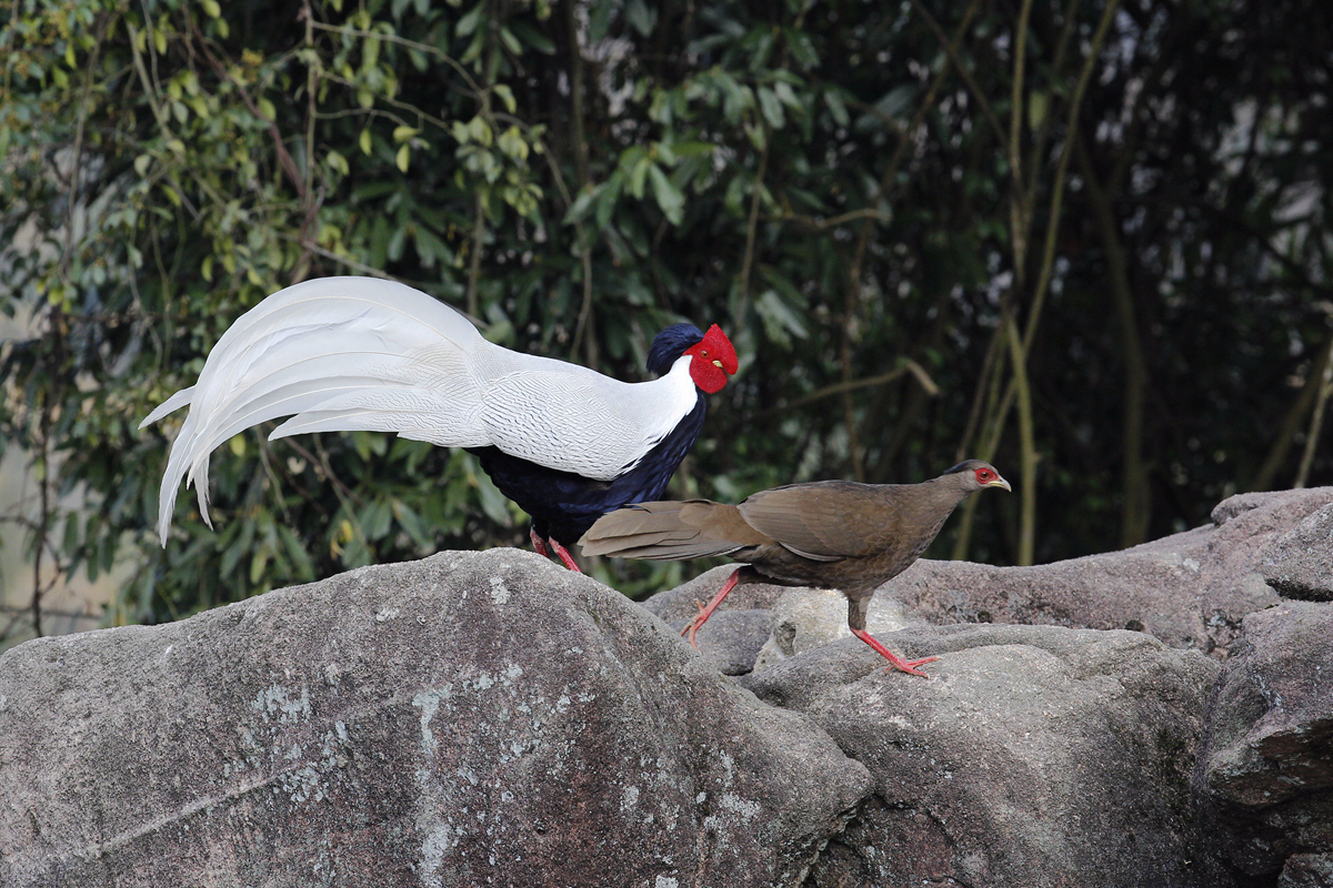 Male and female silver pheasant in Exiandong Nature Reserve, Fujian, China