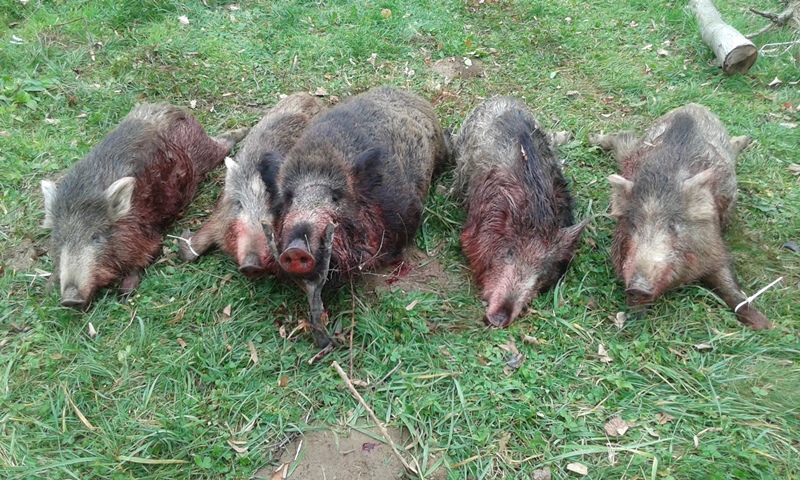 Dead wild boar after a hunt, probably in Serbia