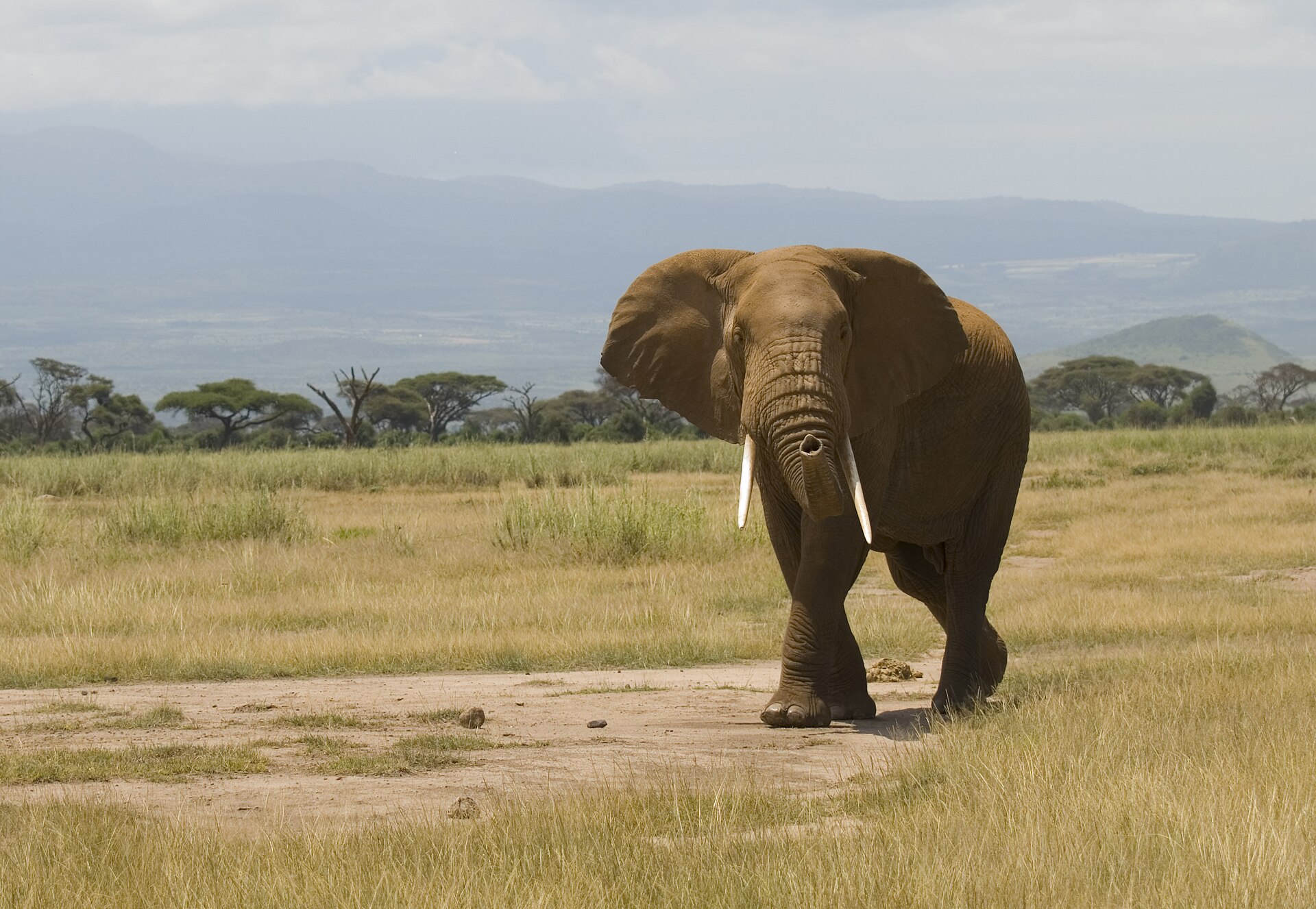 African bush elephant in Amboseli National Park, Kenya