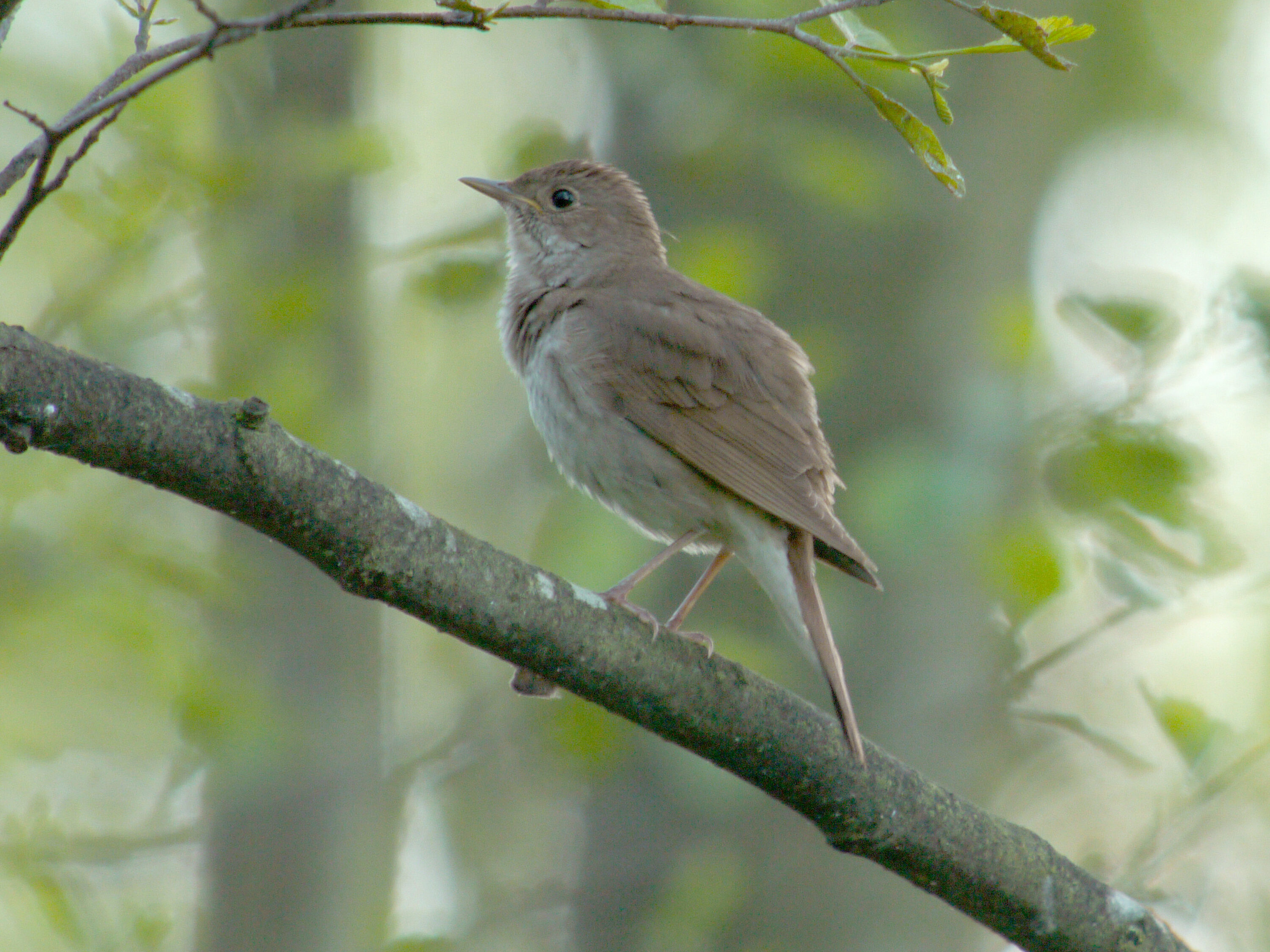 Wild Thrush Nightingale in Biebrza National Park, Poland