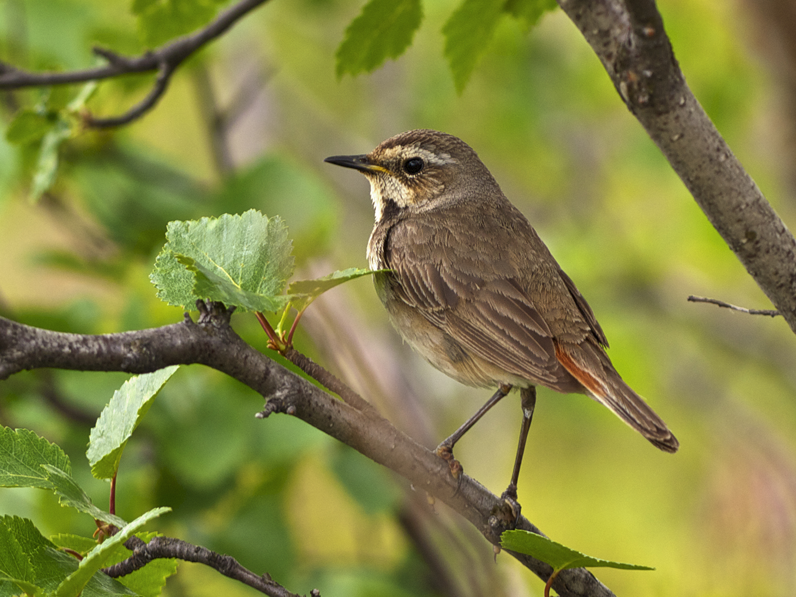 Subadult bluethroat in Grimsdalen, Rondane National Park, Norway
