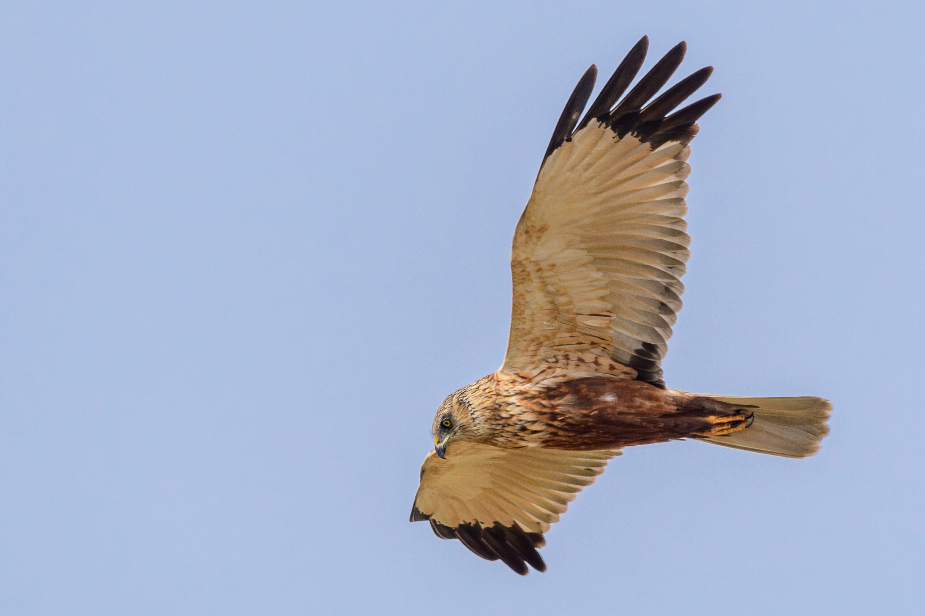 Adult male western marsh harrier in flight against a clear sky