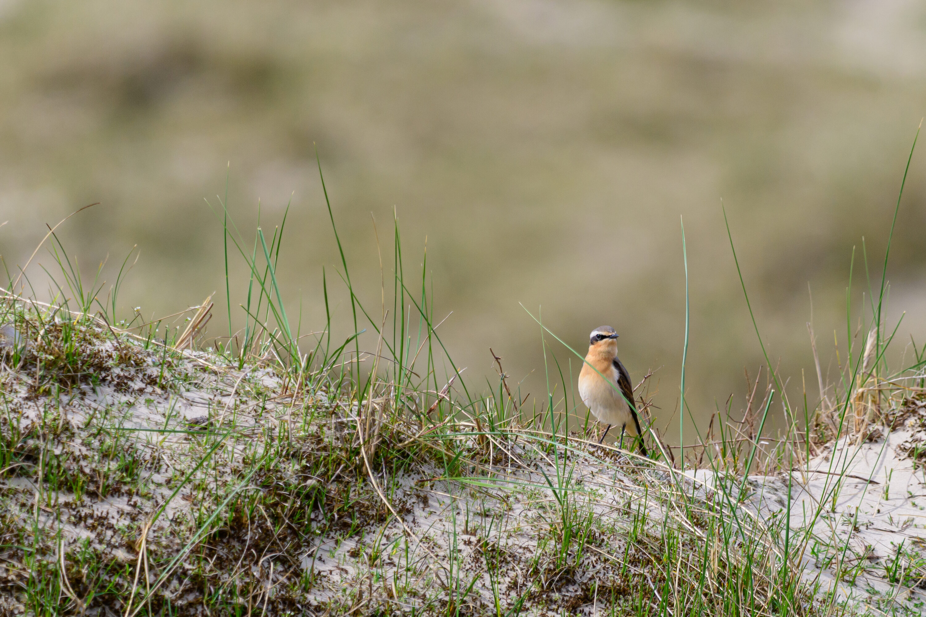 Male Northern Wheatear on Norderney, Germany