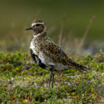 European Golden Plover (Pluvialis apricaria) @ Jotunheimen, Norway. Photo: Håvard Rosenlund