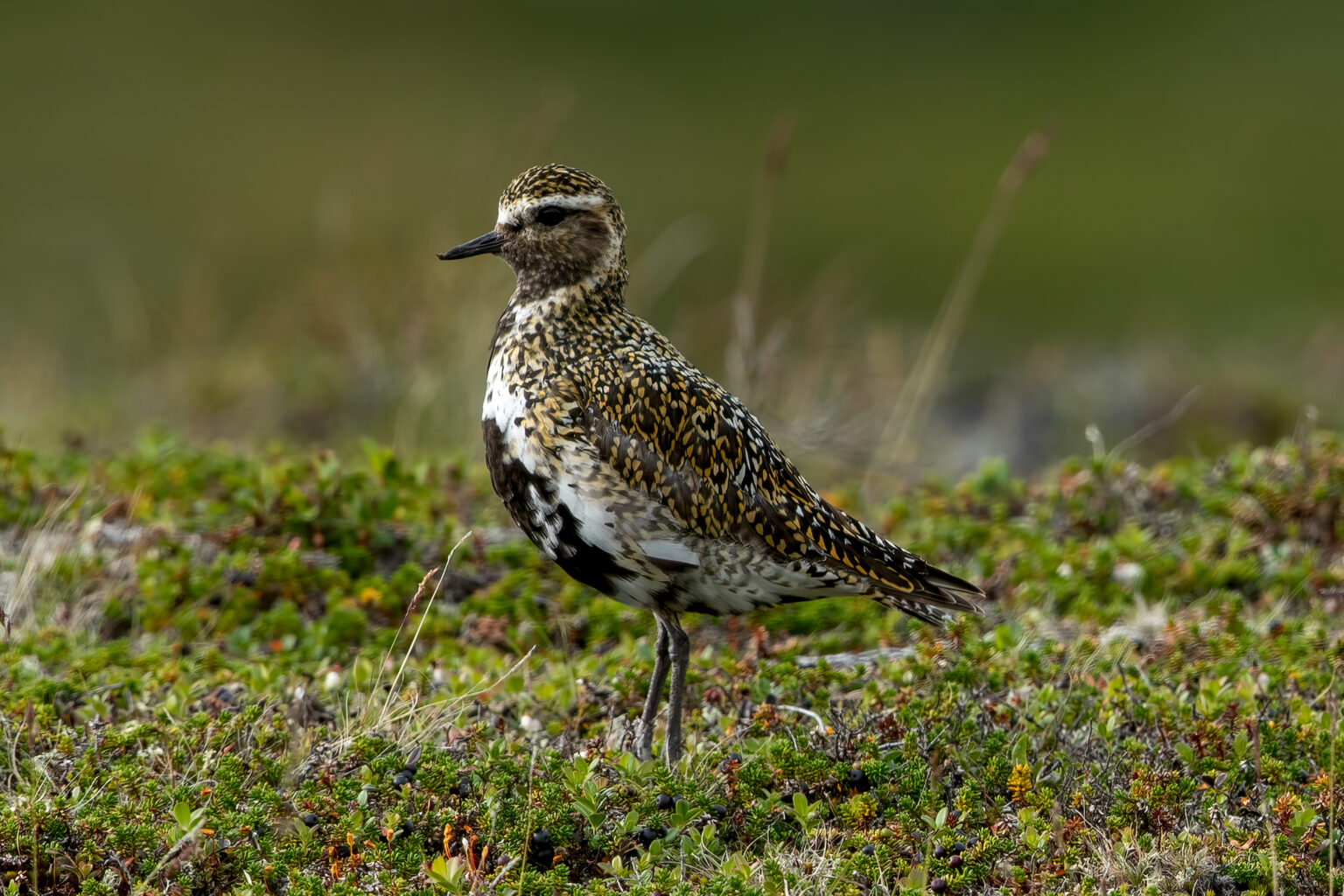 European Golden Plover (Pluvialis apricaria) @ Jotunheimen, Norway. Photo: Håvard Rosenlund