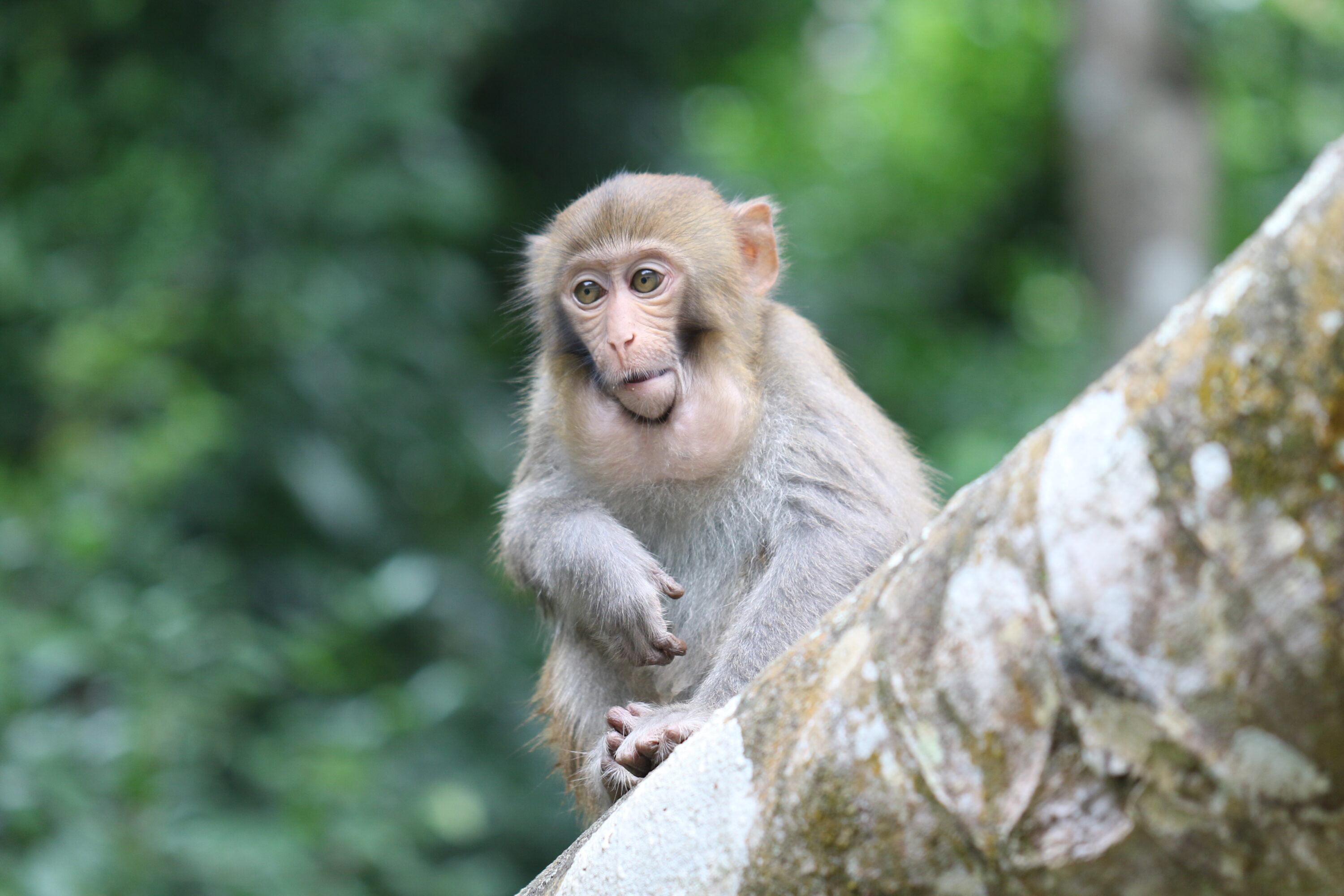 Wild rhesus macaque in Longhu Mountain Natural Reserve, China