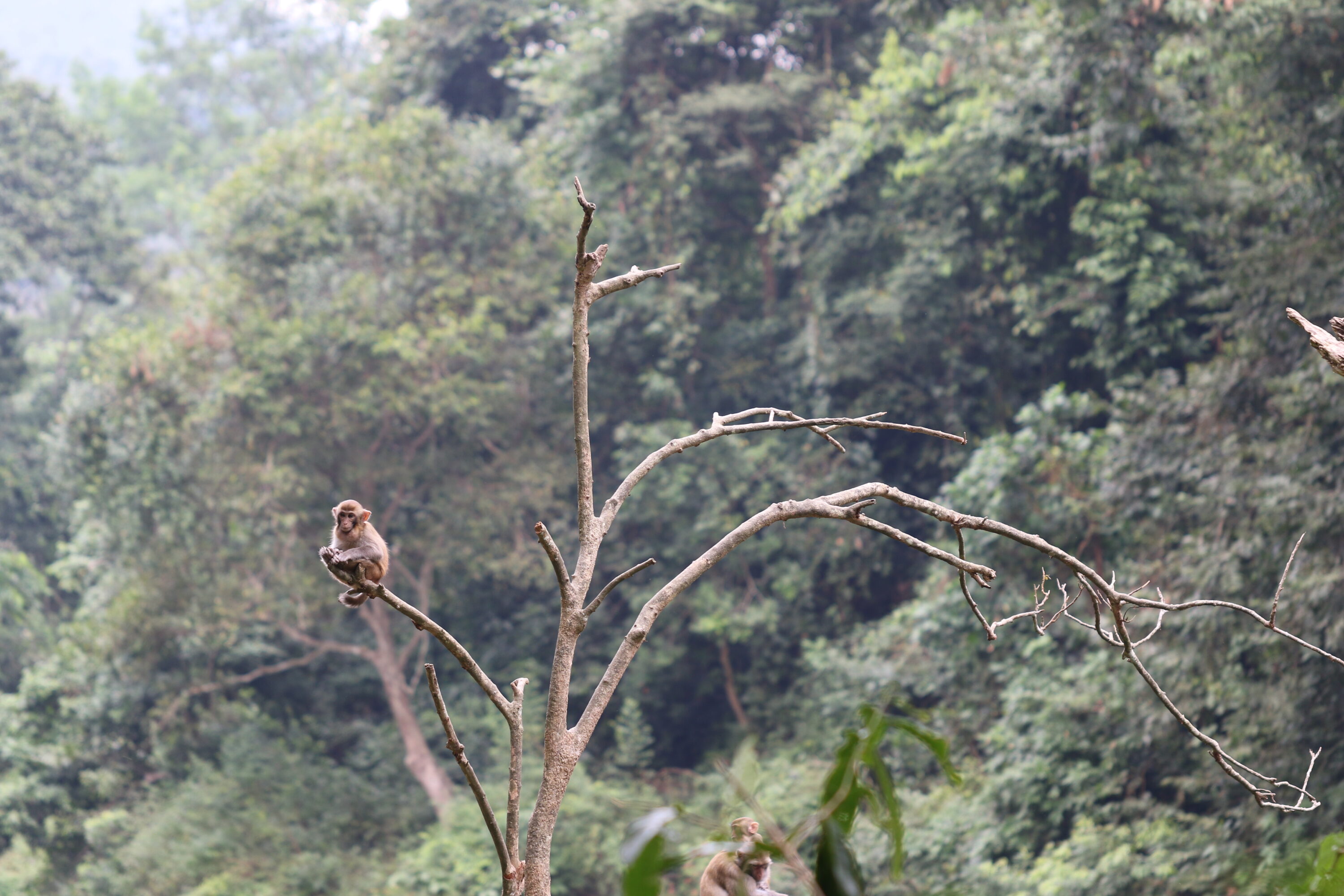 Wild rhesus macaque in Longhu Mountain Natural Reserve, Guangxi, China