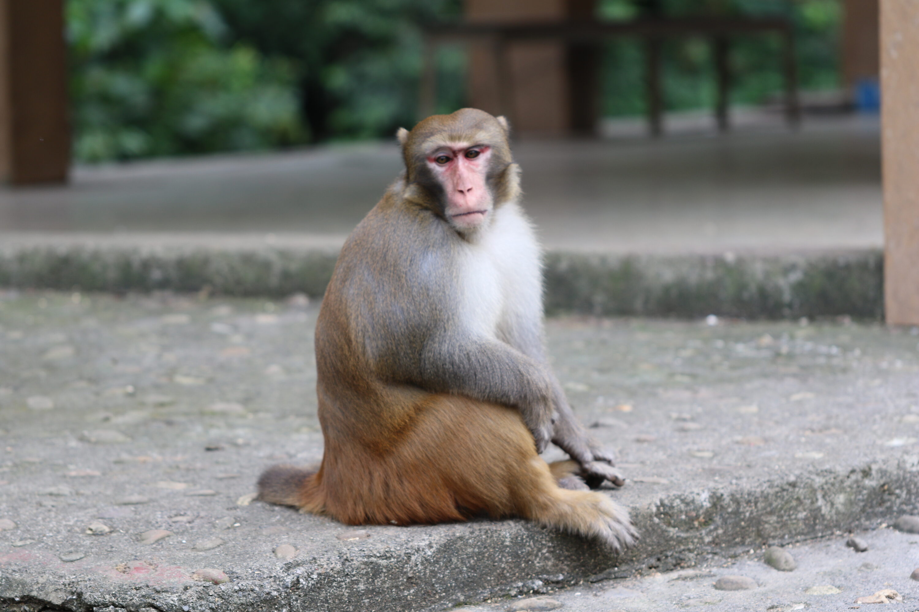 Rhesus macaque in Longhu Mountain Natural Reserve, Guangxi, China