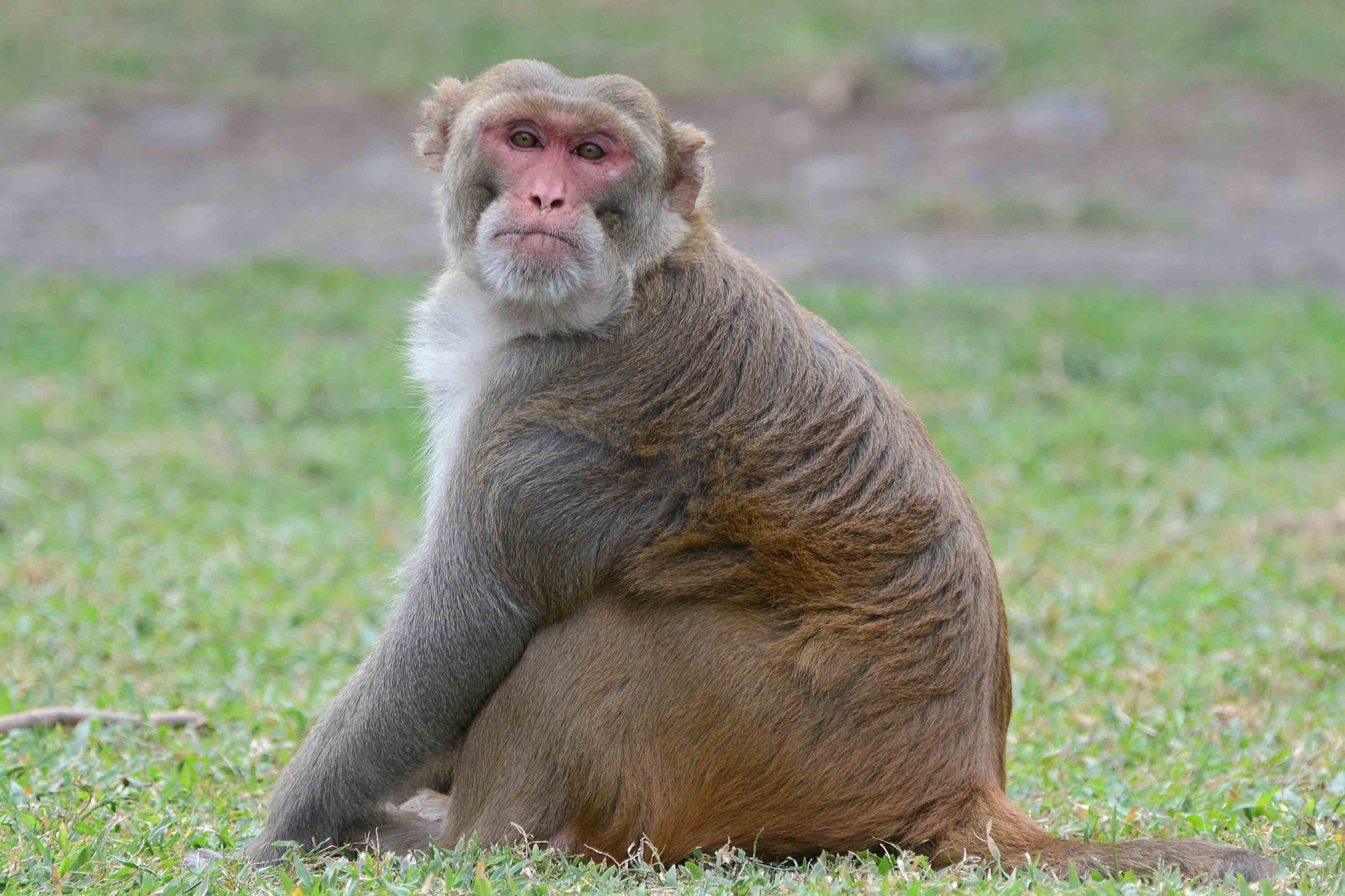 Rhesus macaque at Punta Santiago, Puerto Rico