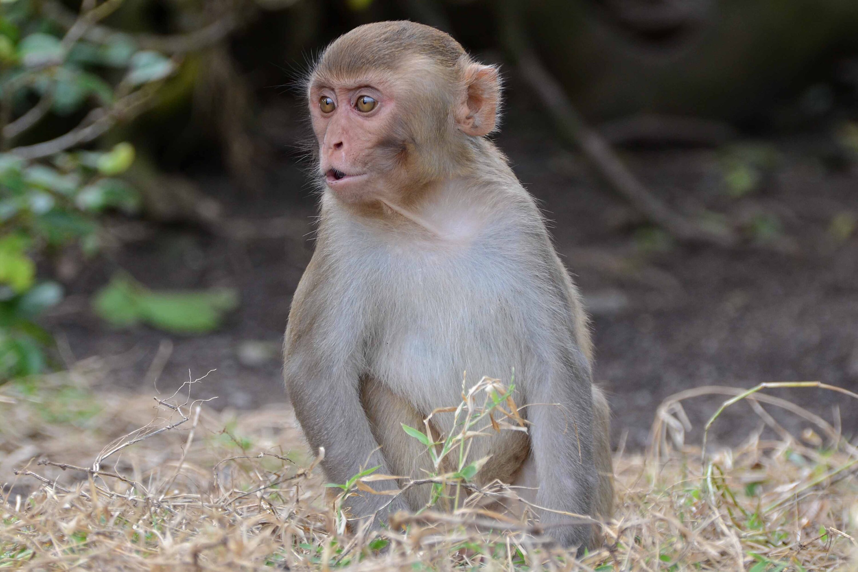 Juvenile rhesus macaque at Punta Santiago, Puerto Rico