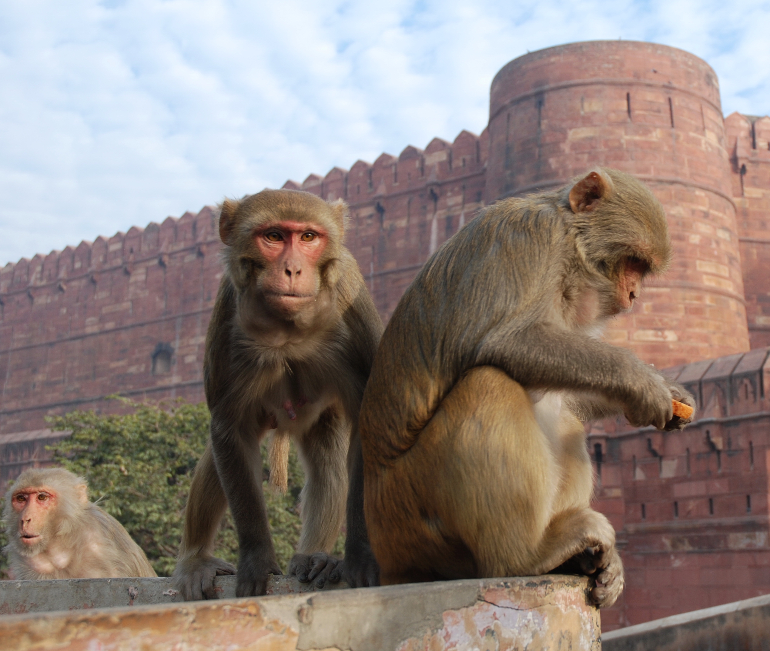 Two rhesus macaques at Agra Fort in Uttar Pradesh, India