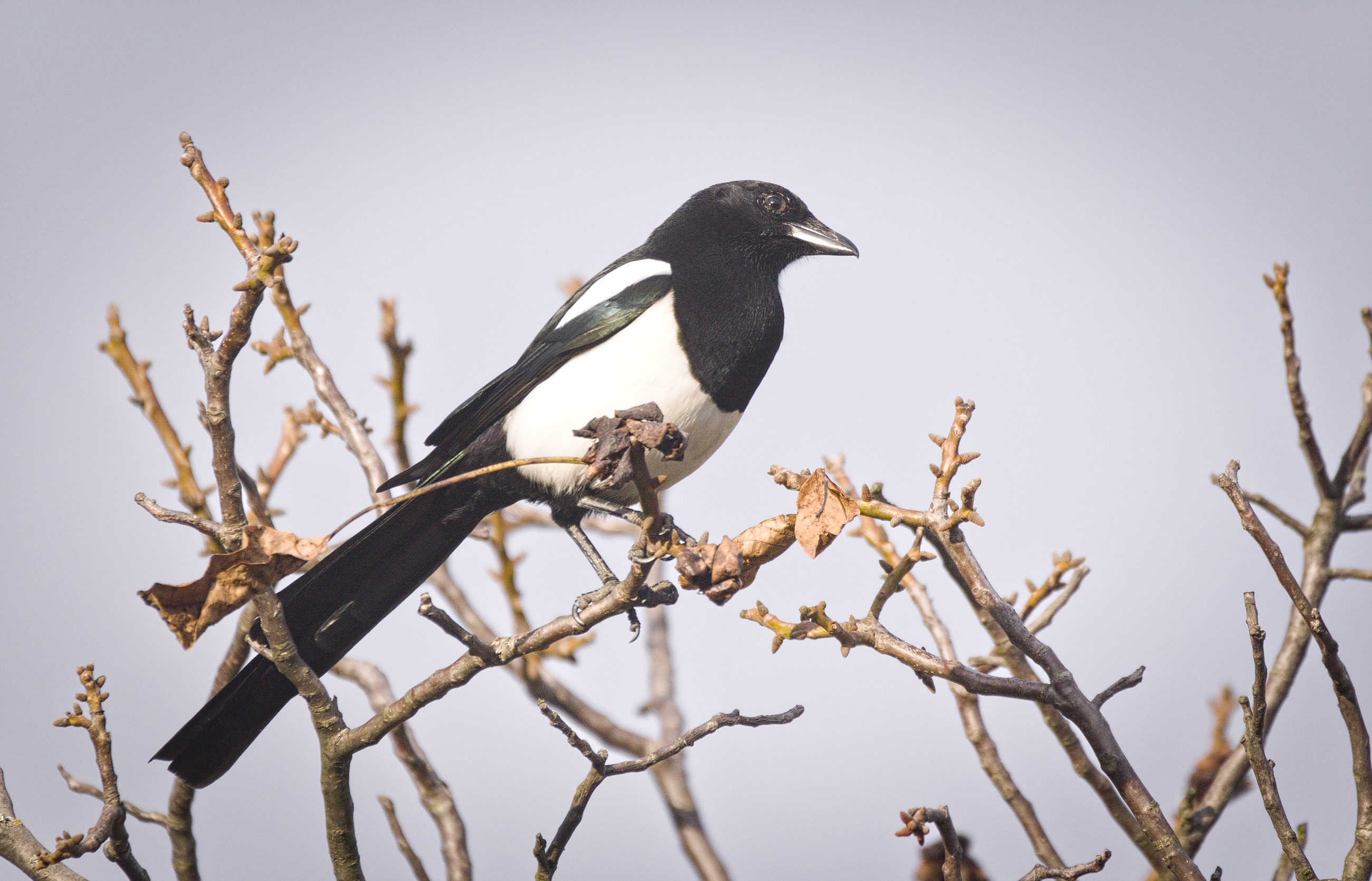 Wild Eurasian magpie in Wrocław, Poland