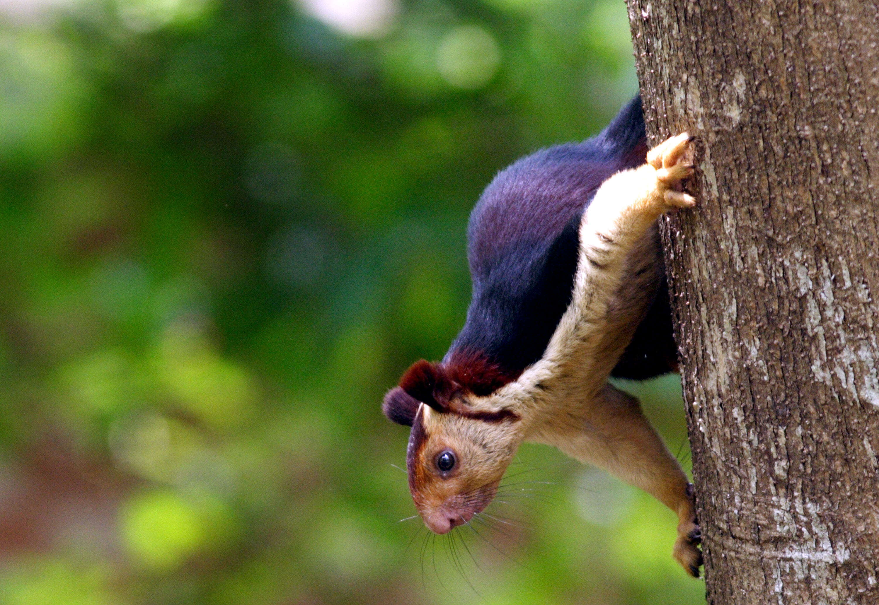 Indian giant squirrel clinging to a tree trunk with its head and eye clearly visible