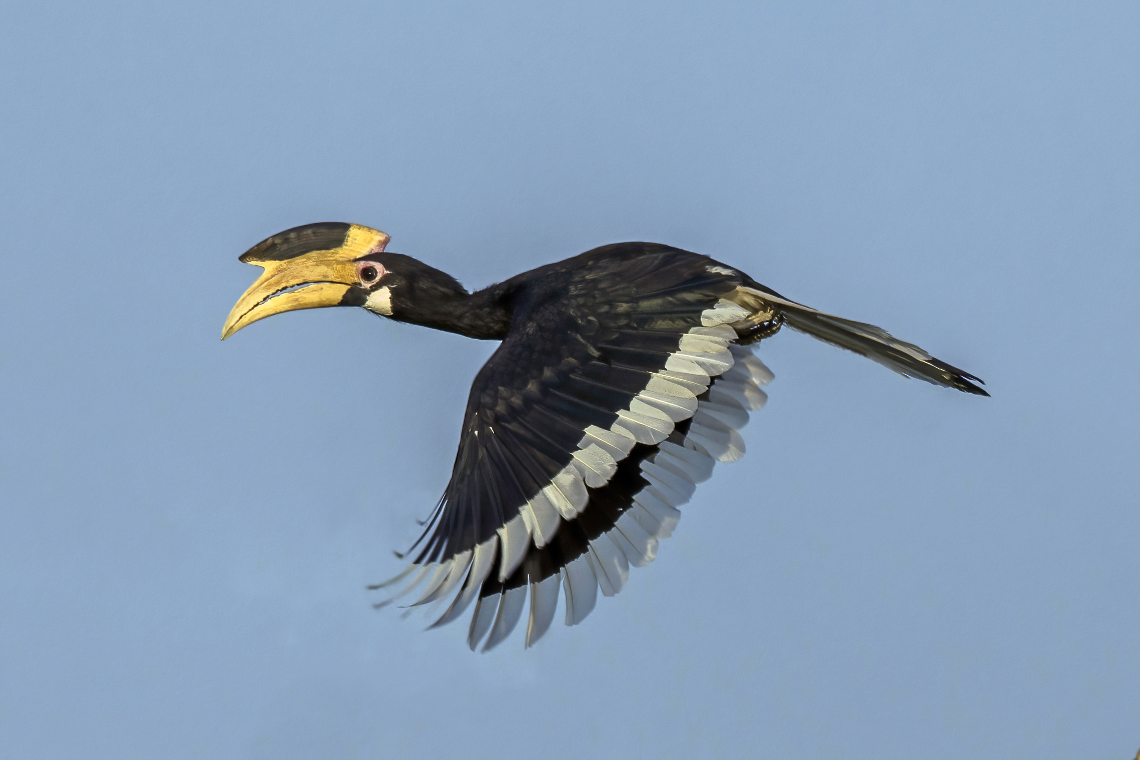 Female Malabar Pied Hornbill in flight in Yala National Park, Sri Lanka