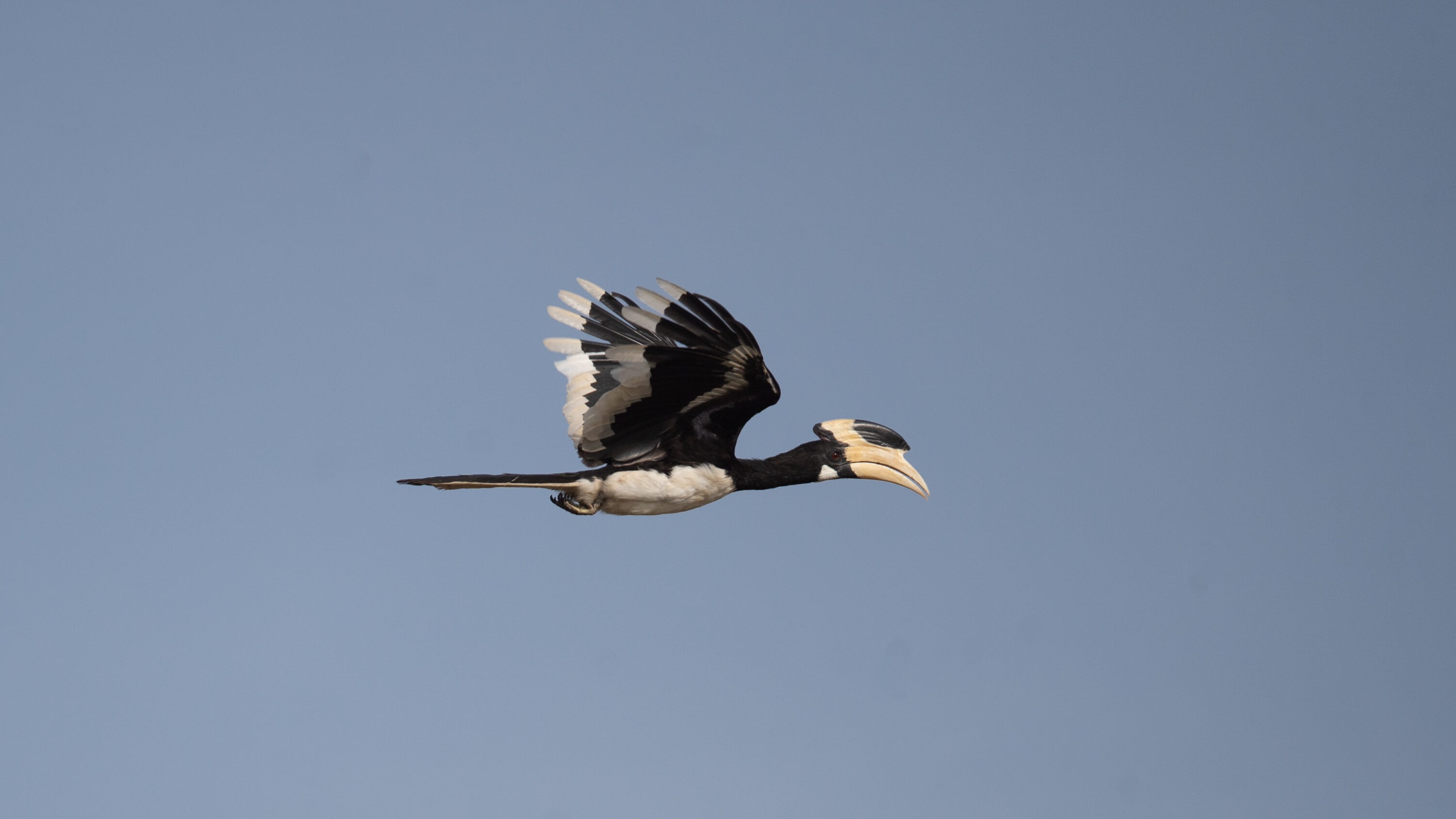Male Malabar Pied Hornbill in flight