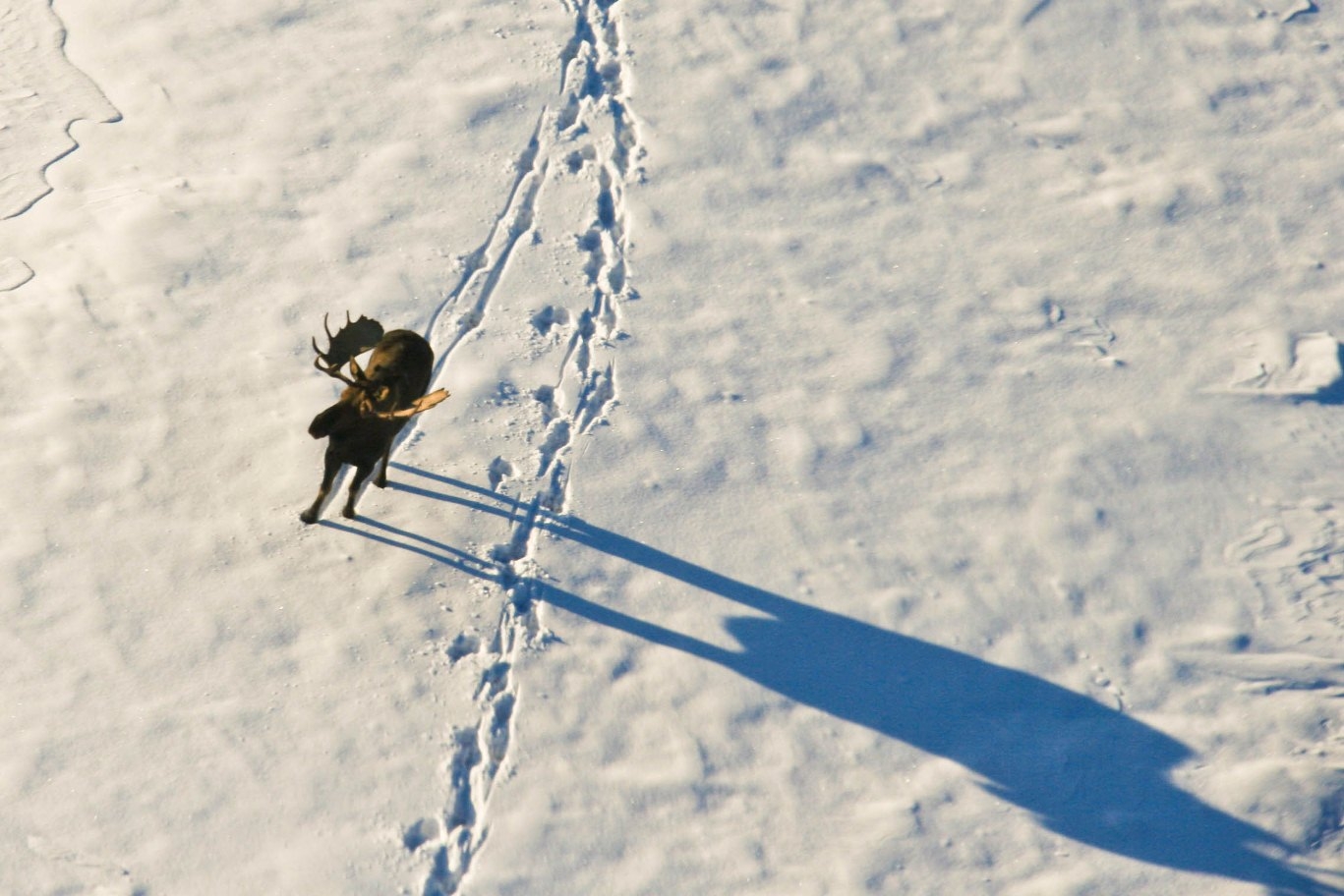 Aerial view of a bull moose walking across snow