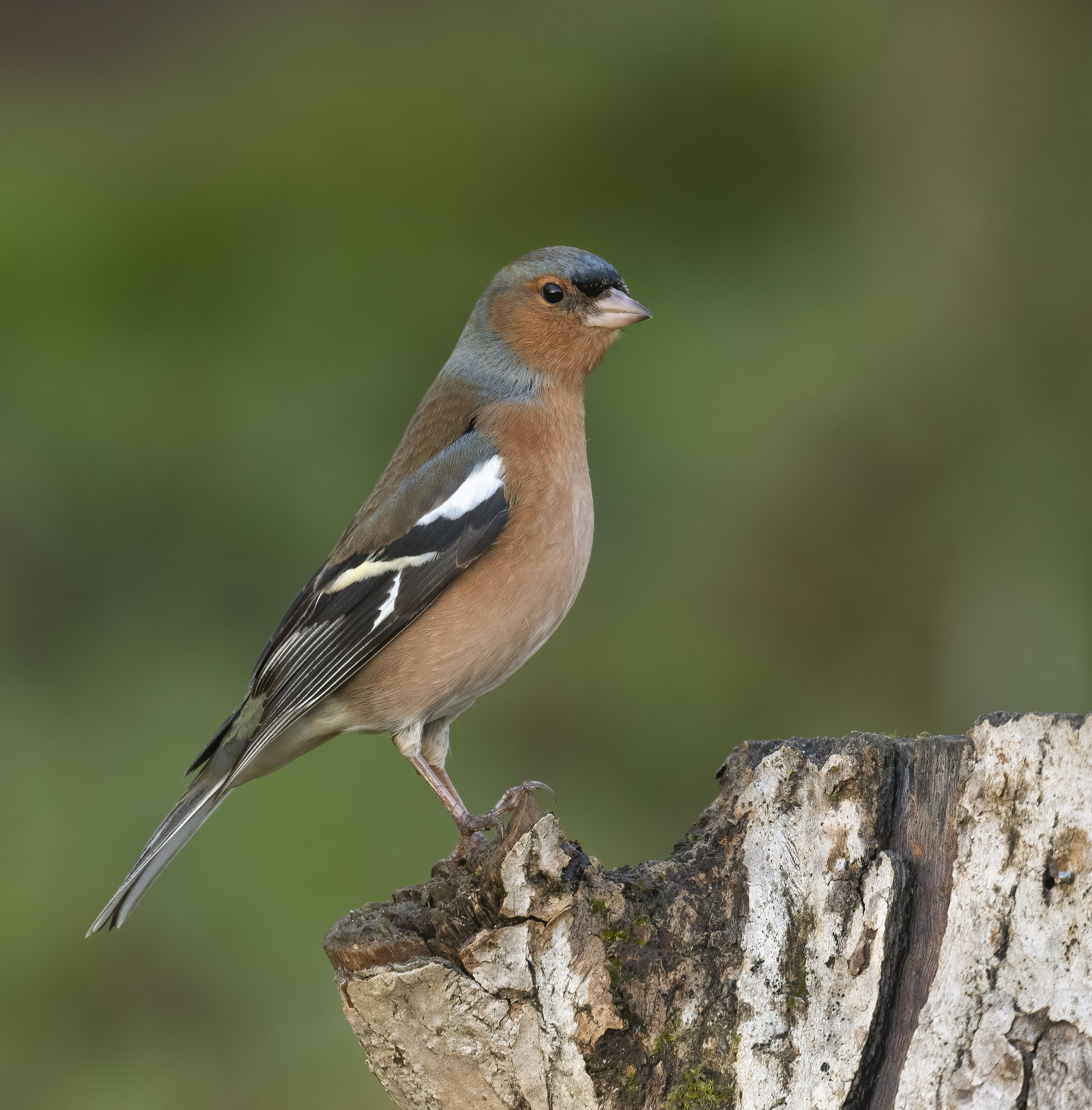 A male common chaffinch perched on a moss-covered stump in Scotland