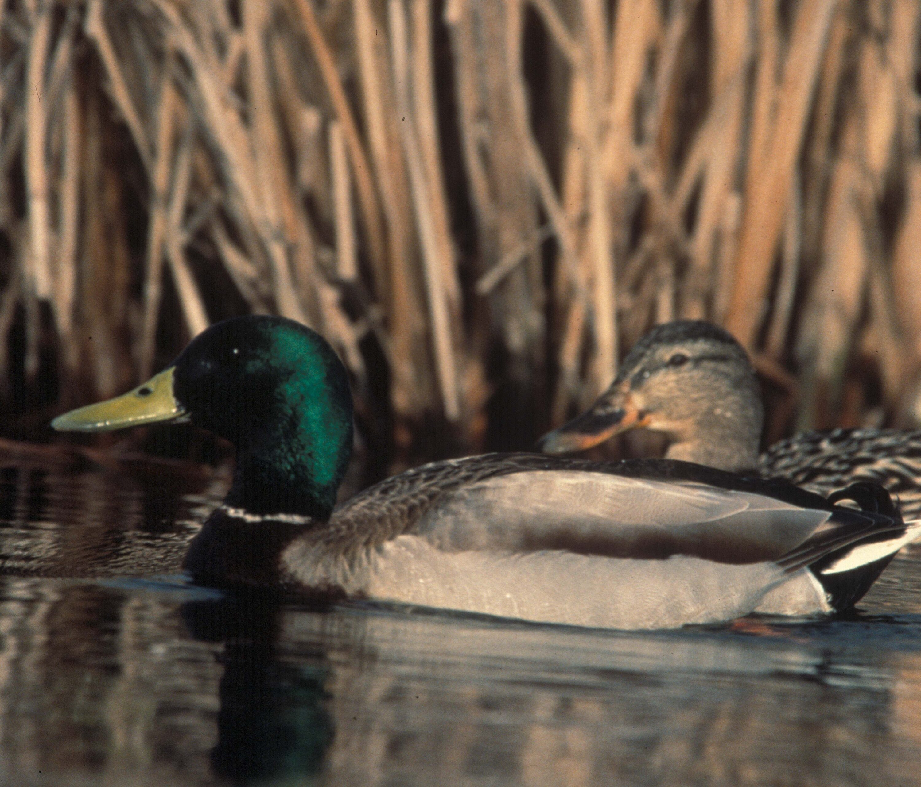 Wild male and female mallards together near water
