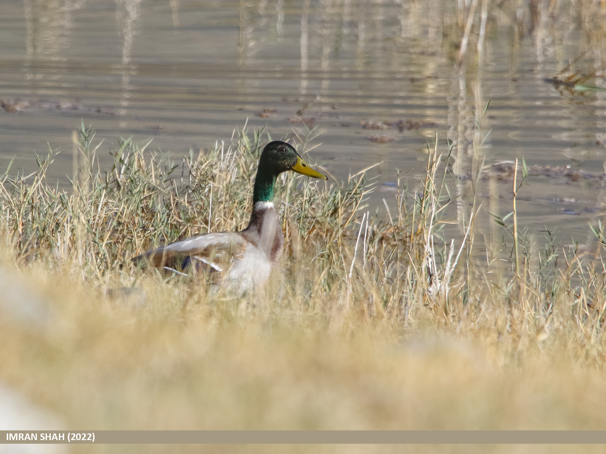 Wild mallard on water at Borit, Gilgit-Baltistan, Pakistan