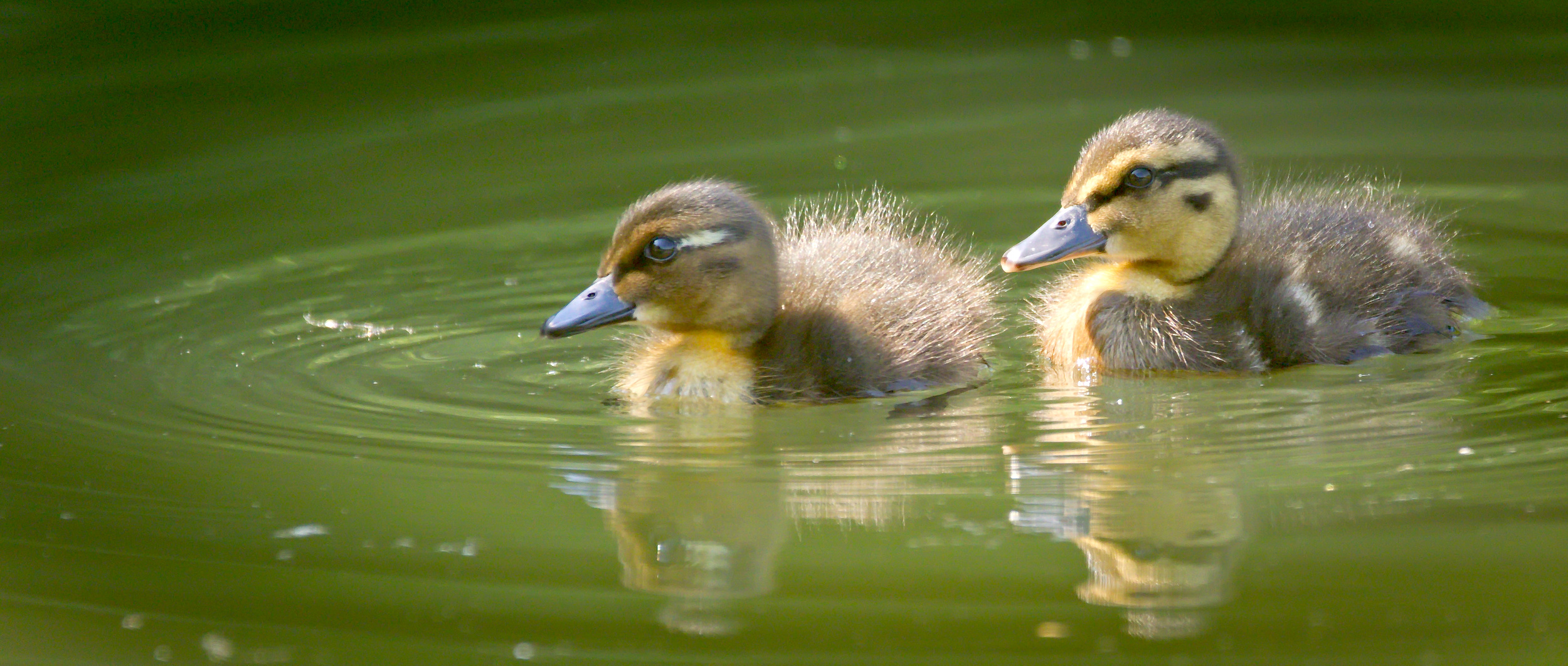 Two wild mallard ducklings swimming in a pond in Poland