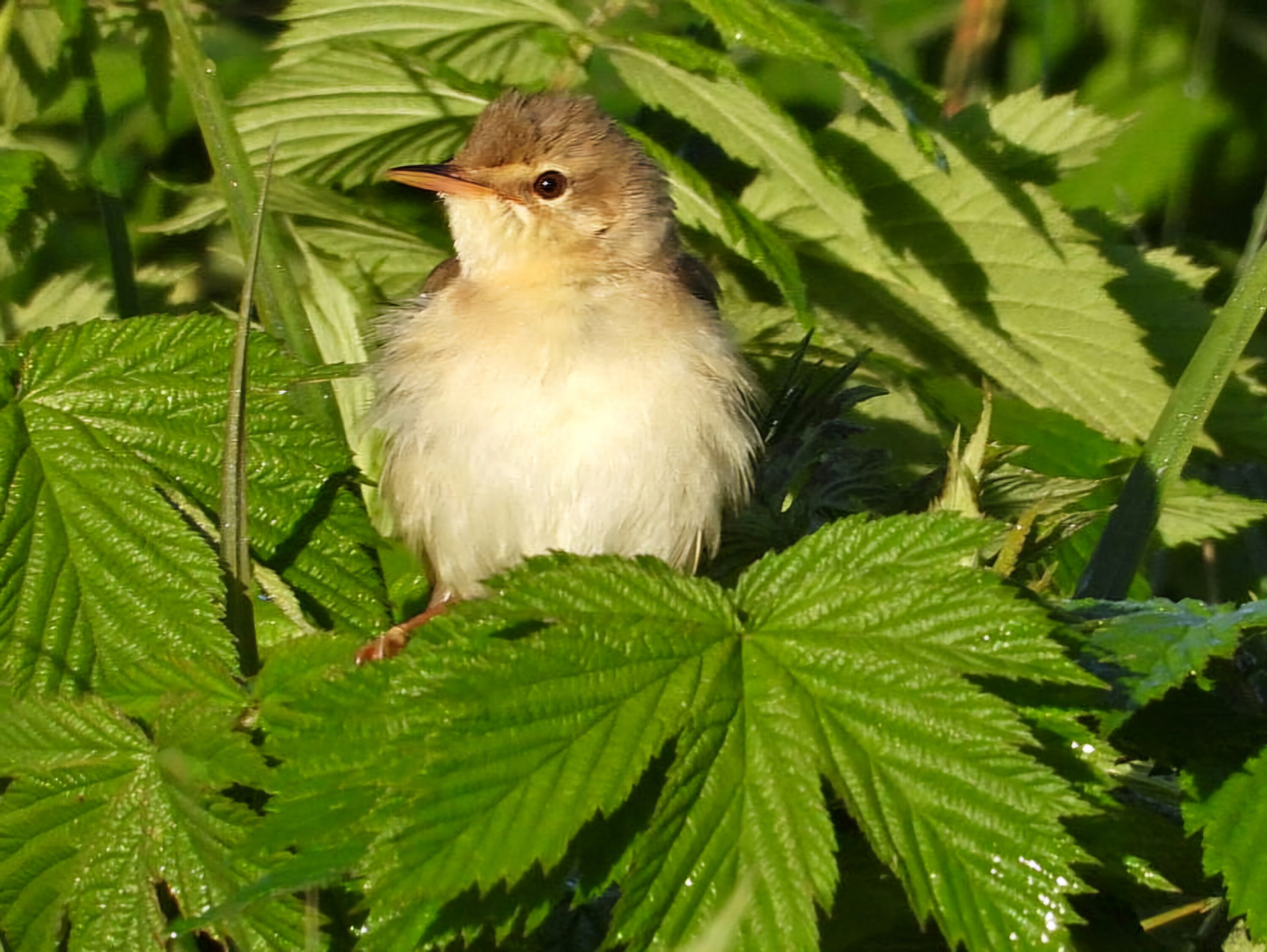 Marsh Warbler among green vegetation