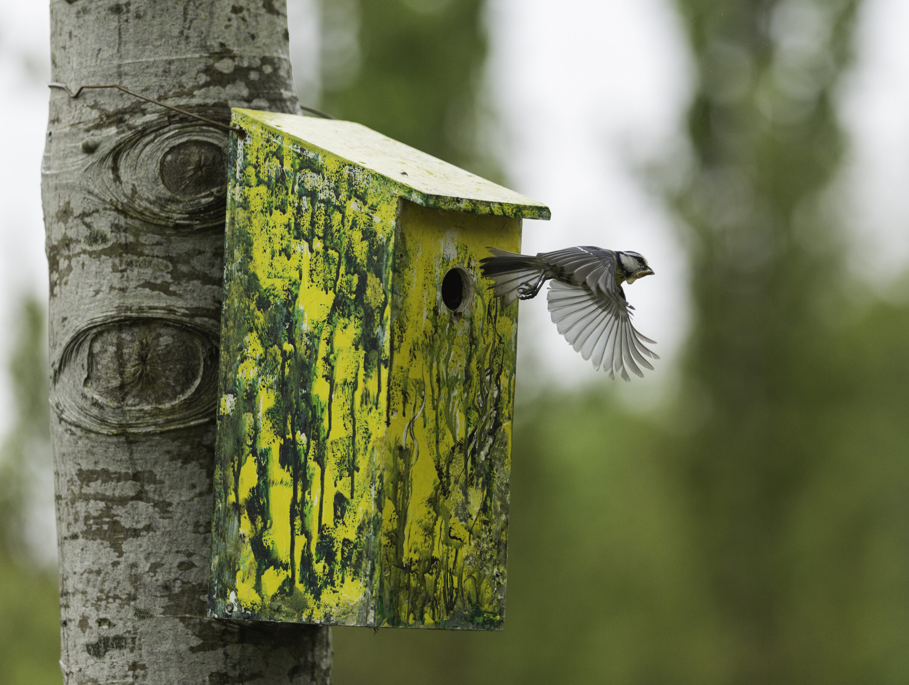 Eurasian blue tit leaving a nest box