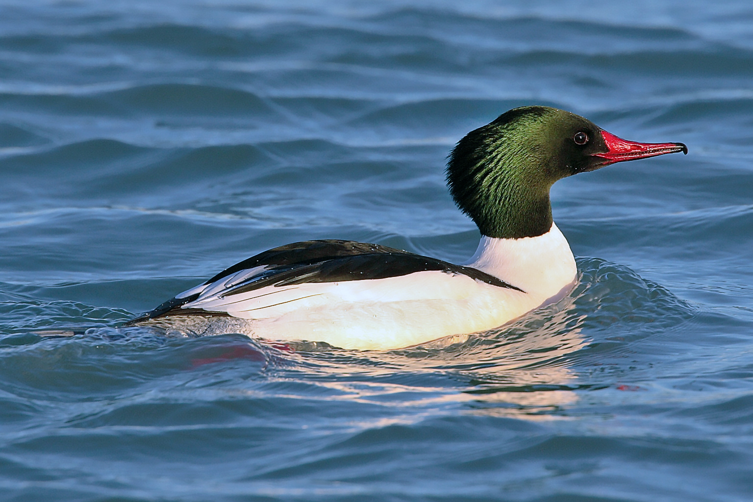 Adult male Common Merganser swimming on blue water