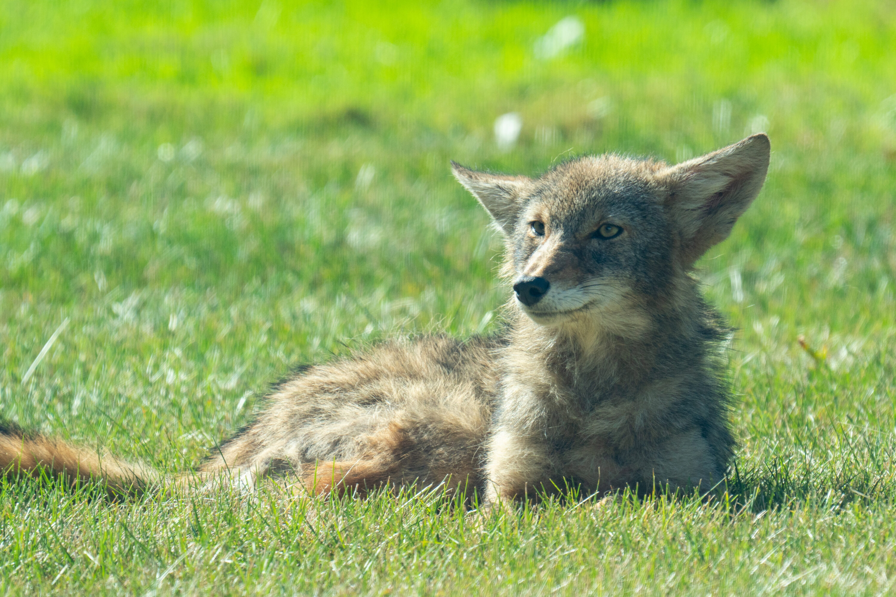 Wild coyote at Meridian Business Campus in Aurora, Illinois