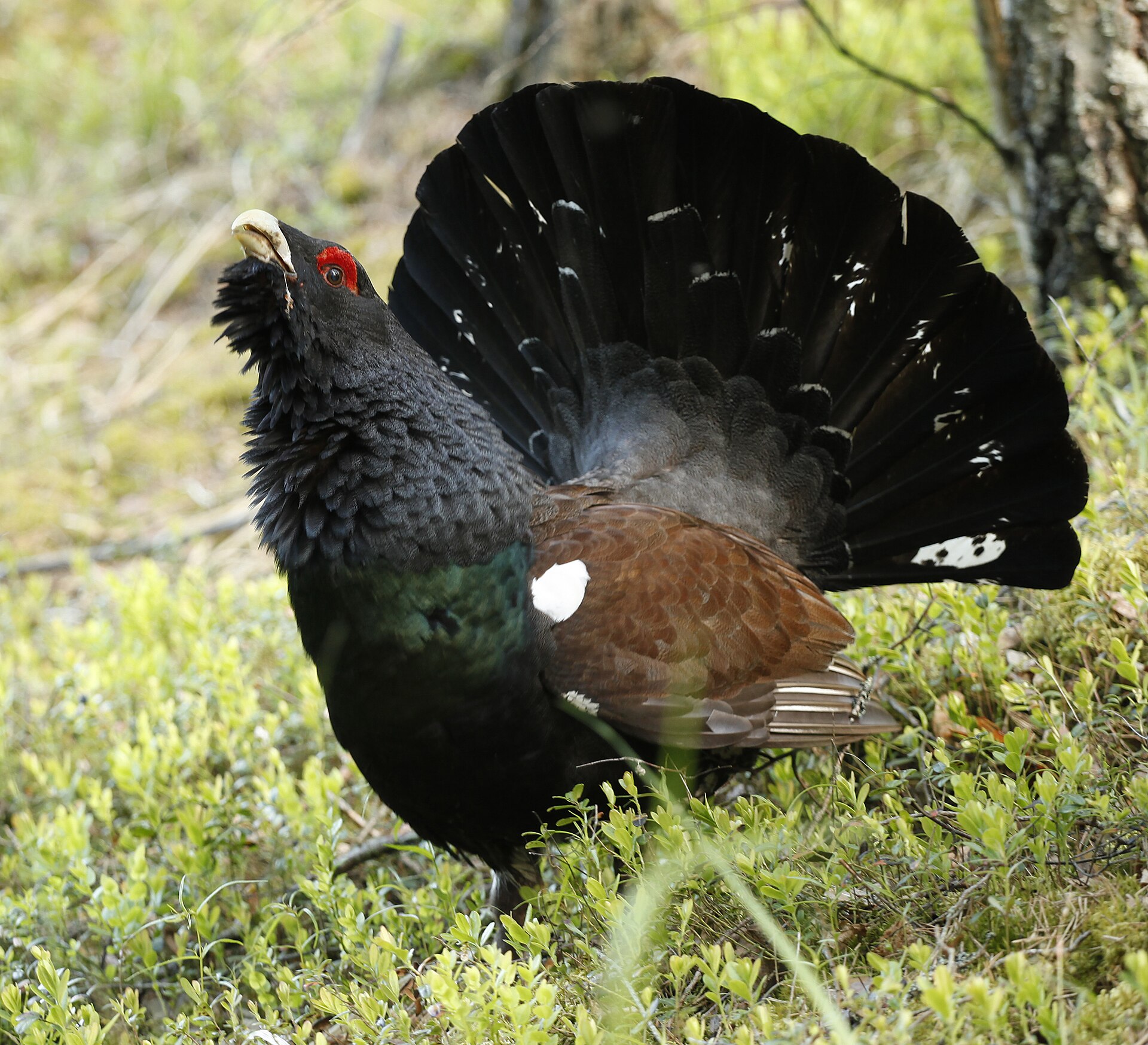 Western capercaillie standing among low forest vegetation