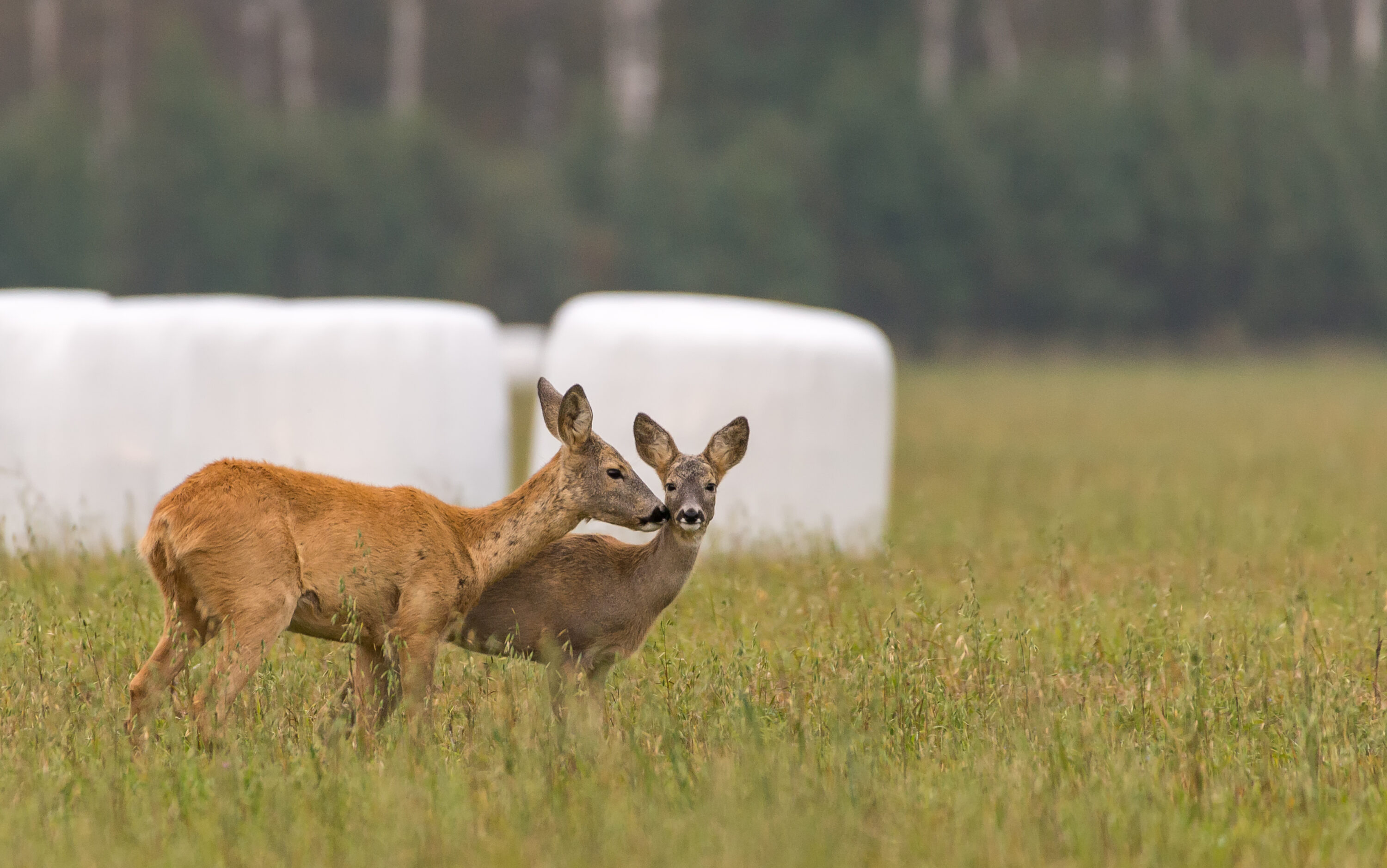 Two European roe deer standing in a field