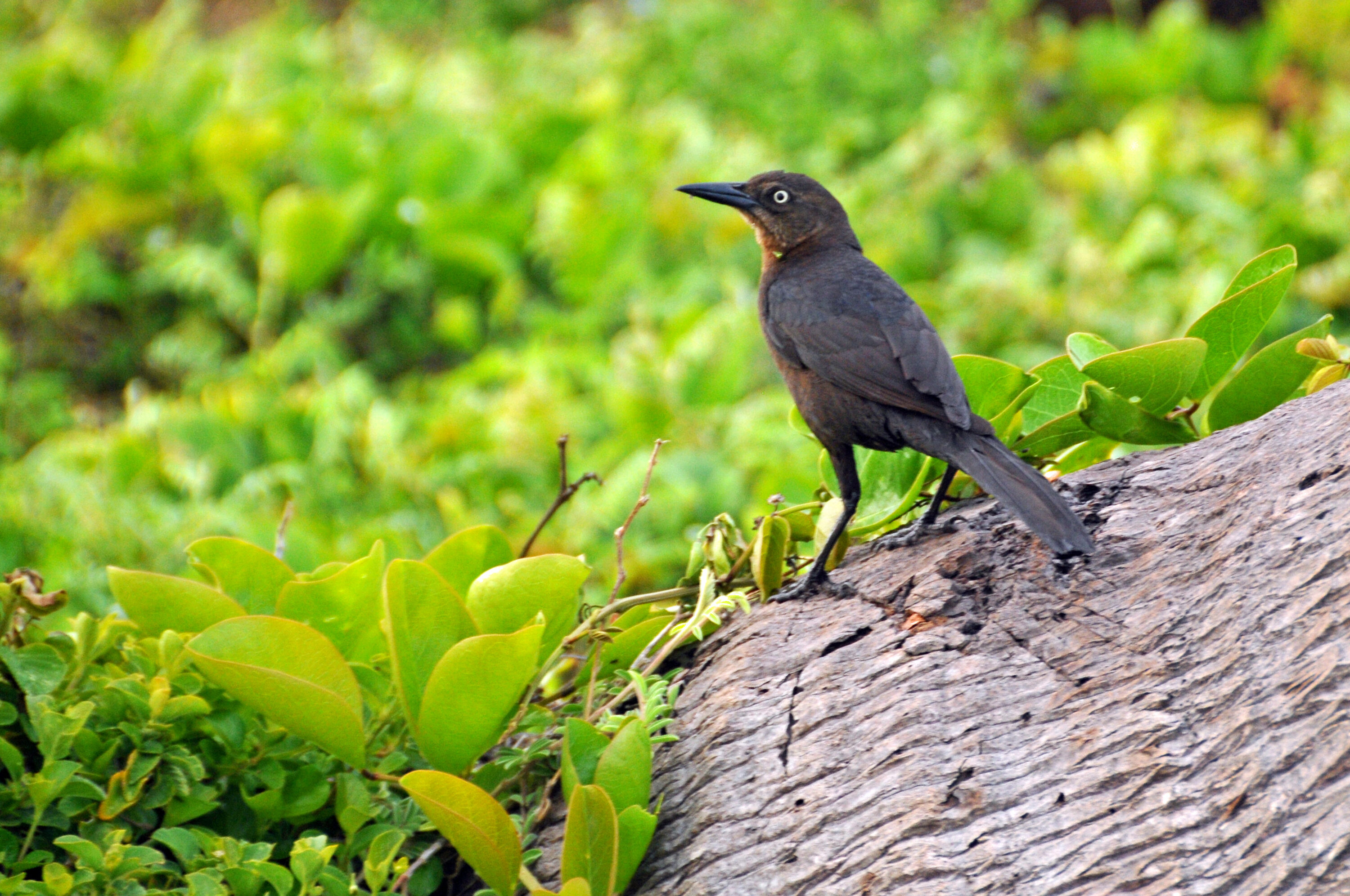 Female great-tailed grackle in Mexico