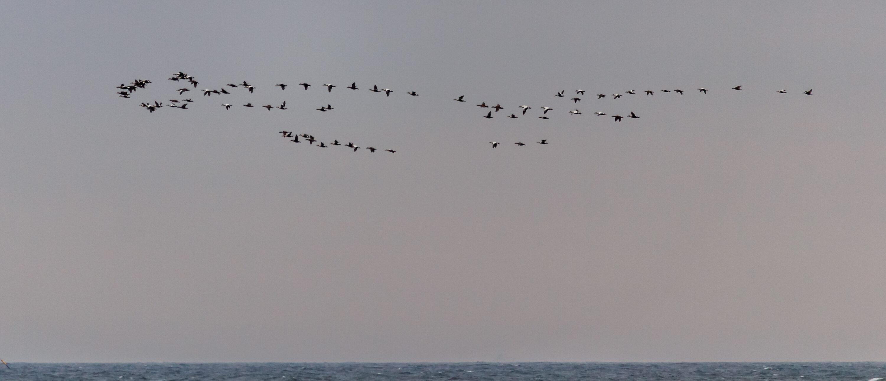 Large flock of common eiders flying along the coast