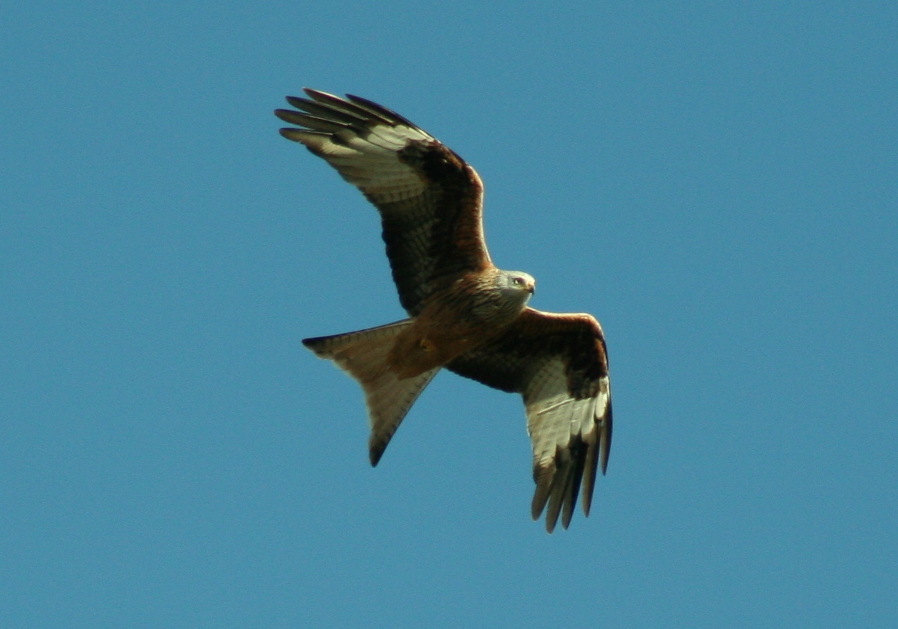 Red kite in flight over Algete, Madrid, Spain