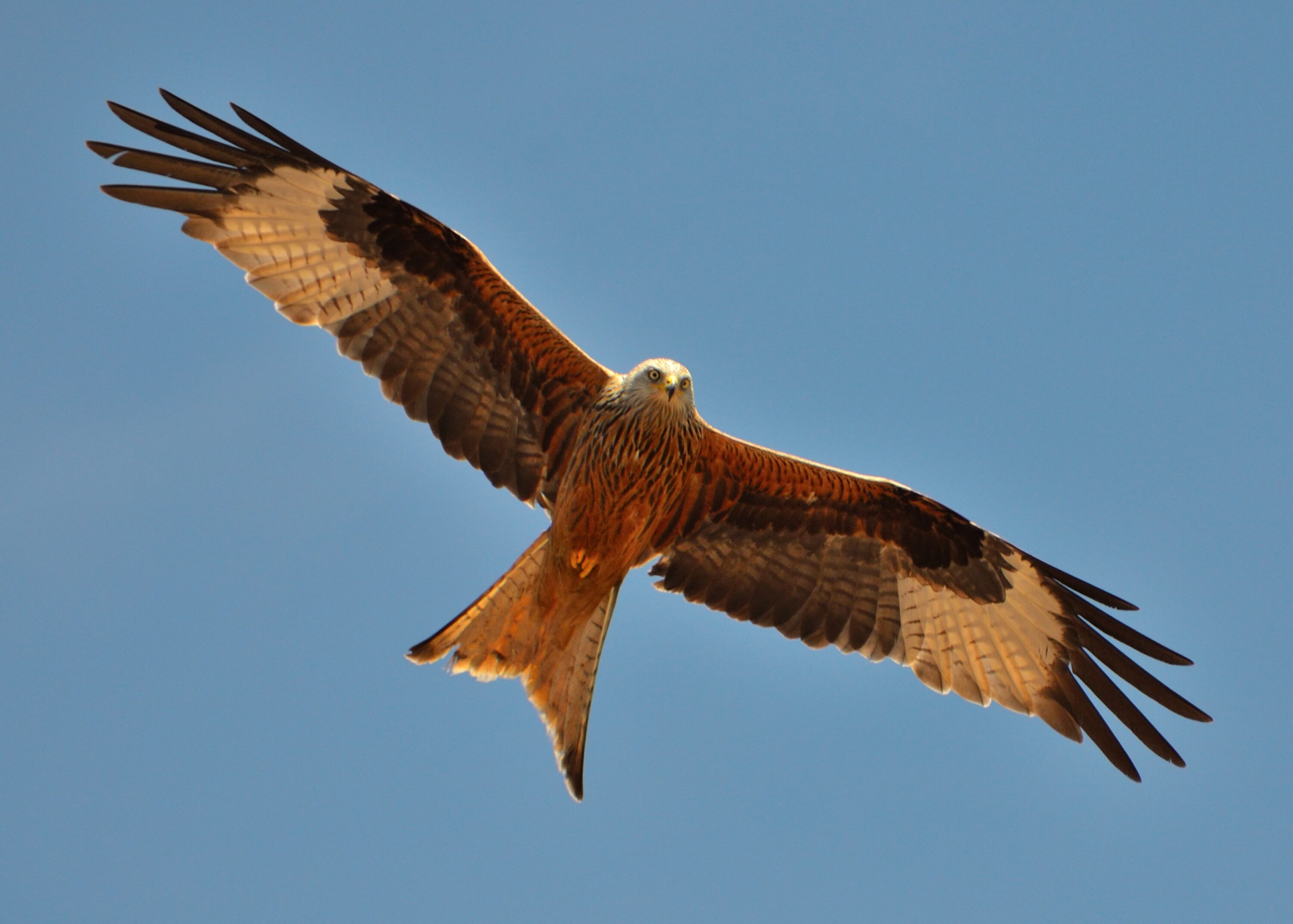 Red kite in flight in Jura, Switzerland