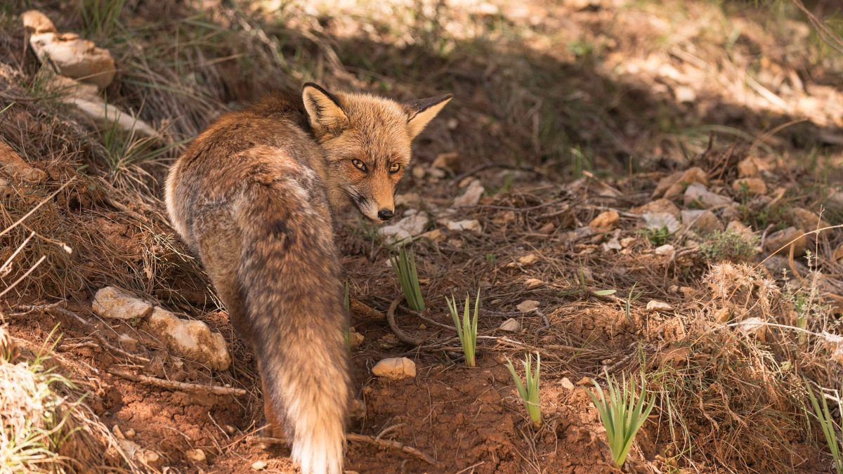 Wild red fox in Sierra de Cazorla, Spain