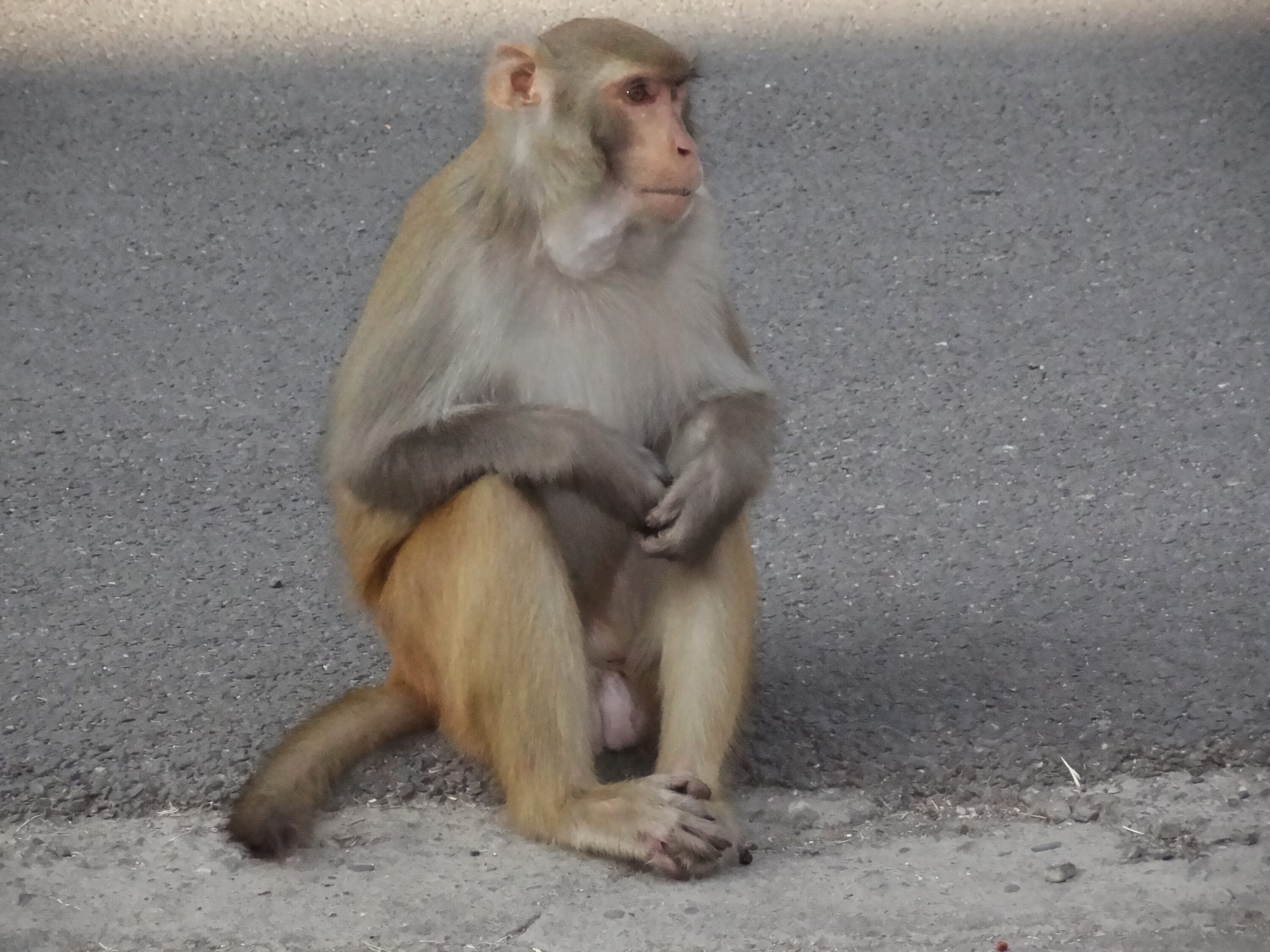 Rhesus macaque at Forest Research Institute in Dehradun, Uttarakhand, India