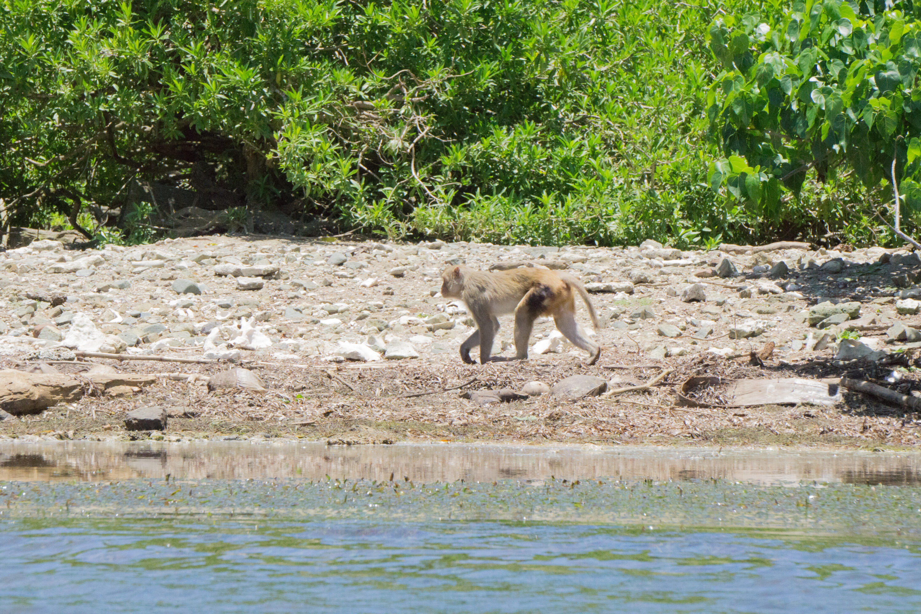 Rhesus macaque on Cayo Santiago, Puerto Rico