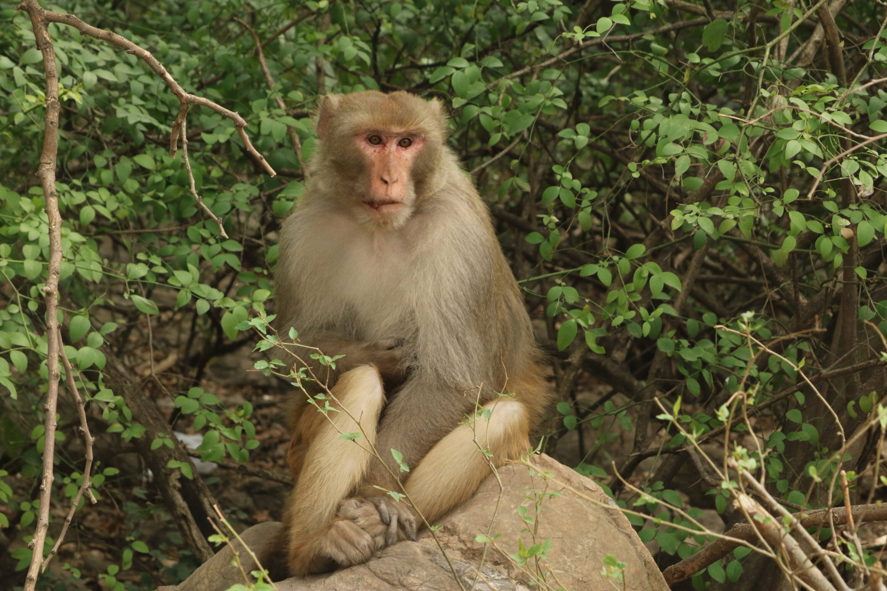 Rhesus macaque in Khyber Pakhtunkhwa, Pakistan