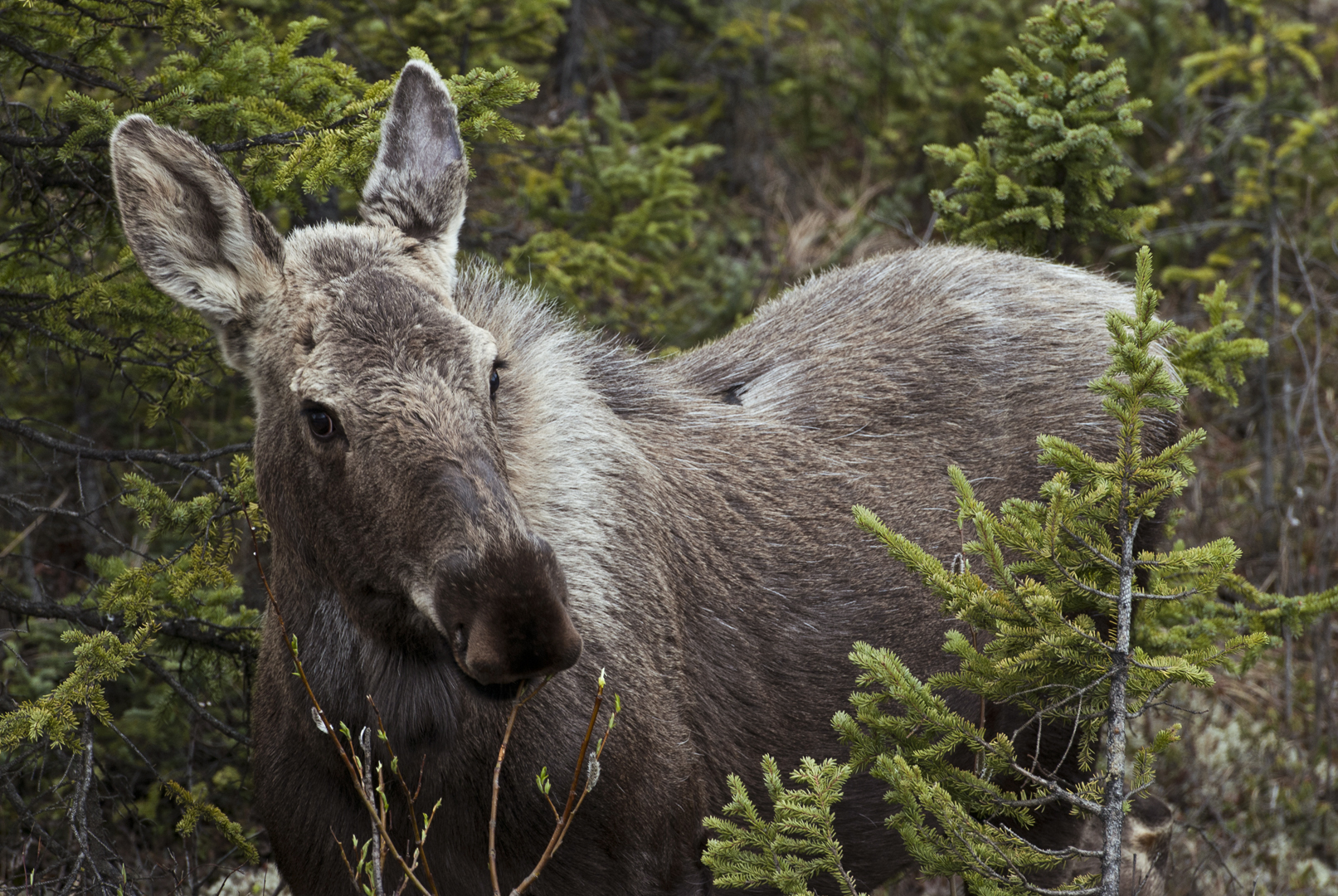 Yearling moose browsing among young conifers in Denali National Park