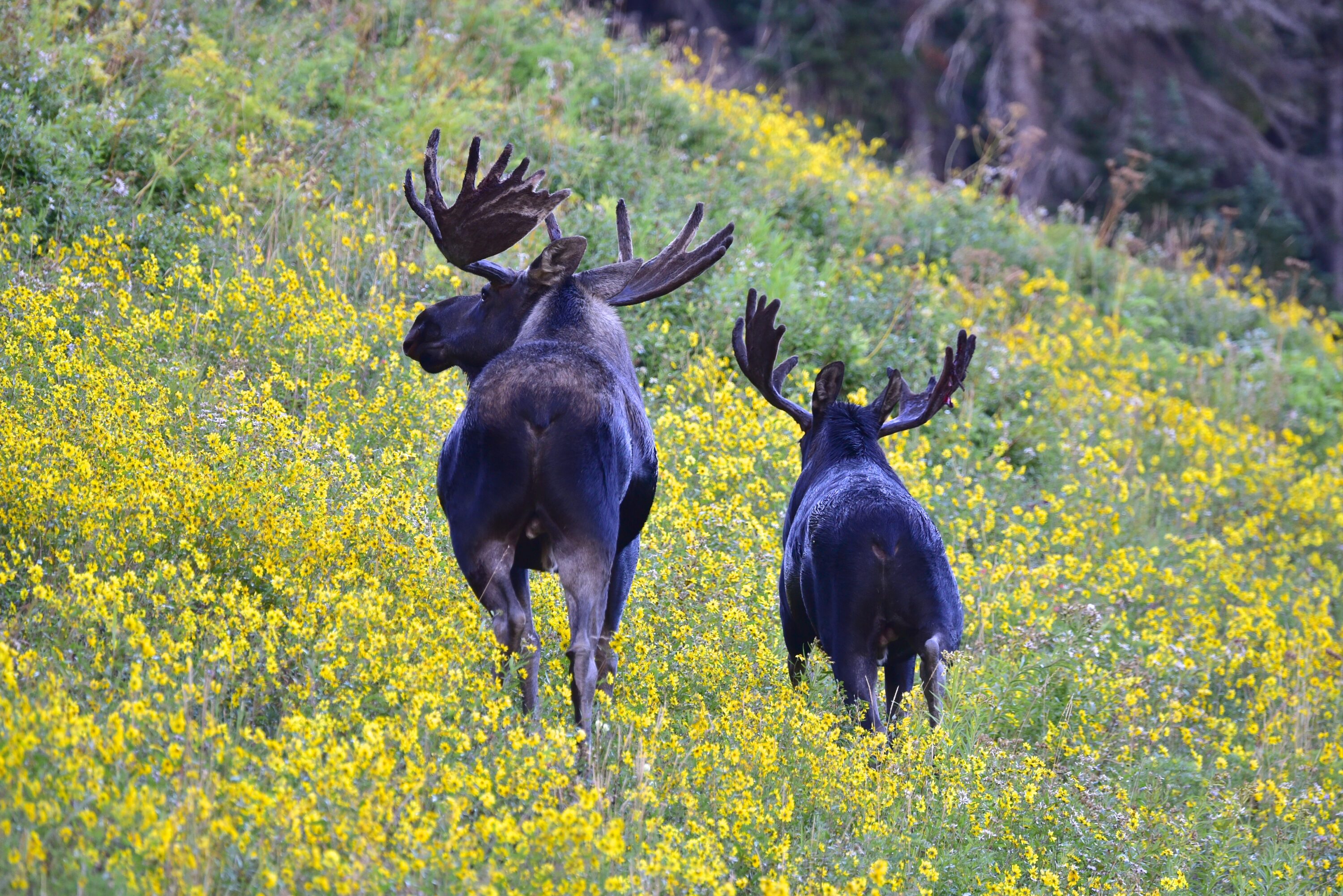 Two moose among yellow wildflowers near Gunnison, Colorado