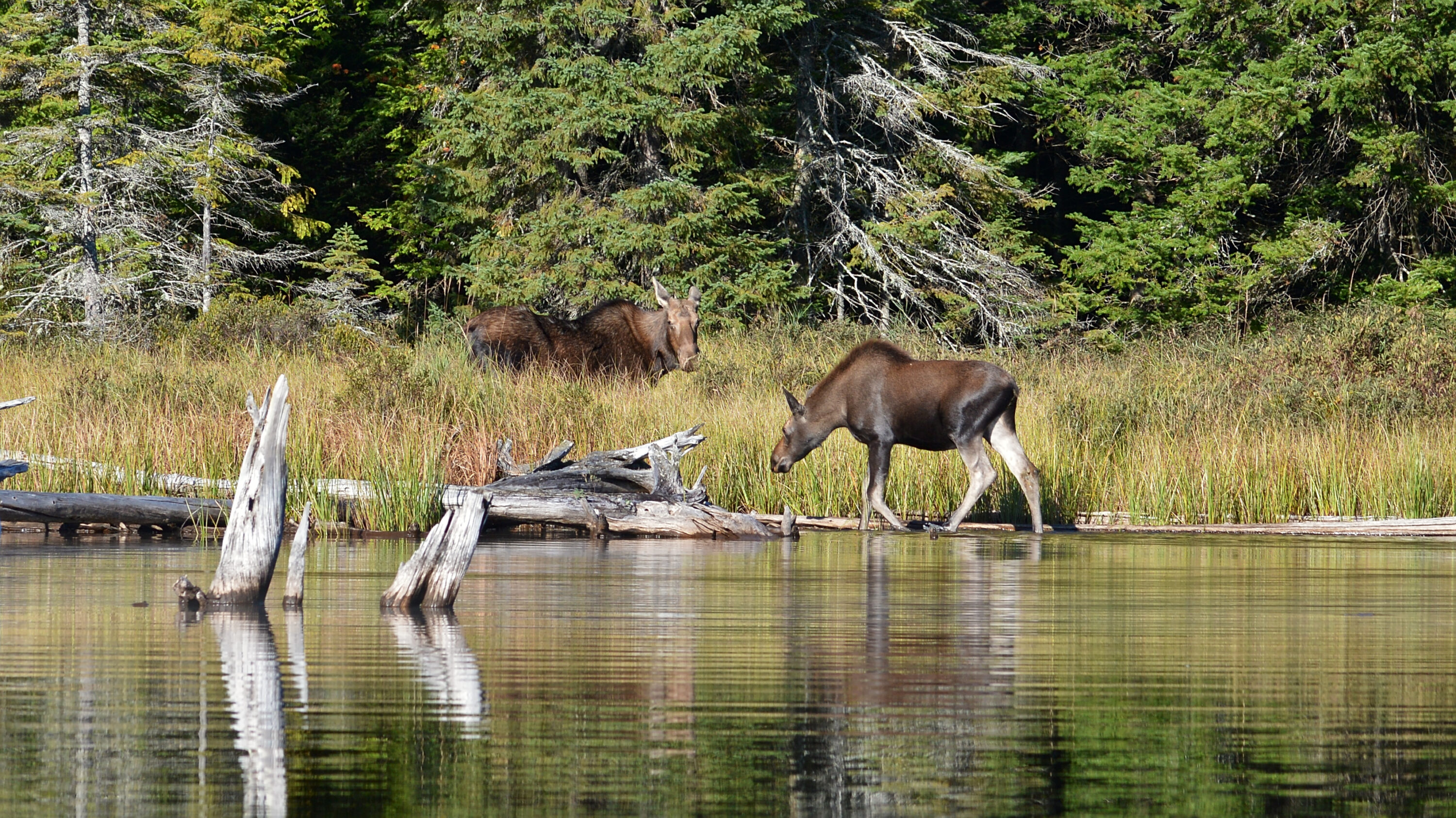 Female moose and calf in a wetland in Algonquin Provincial Park, Ontario