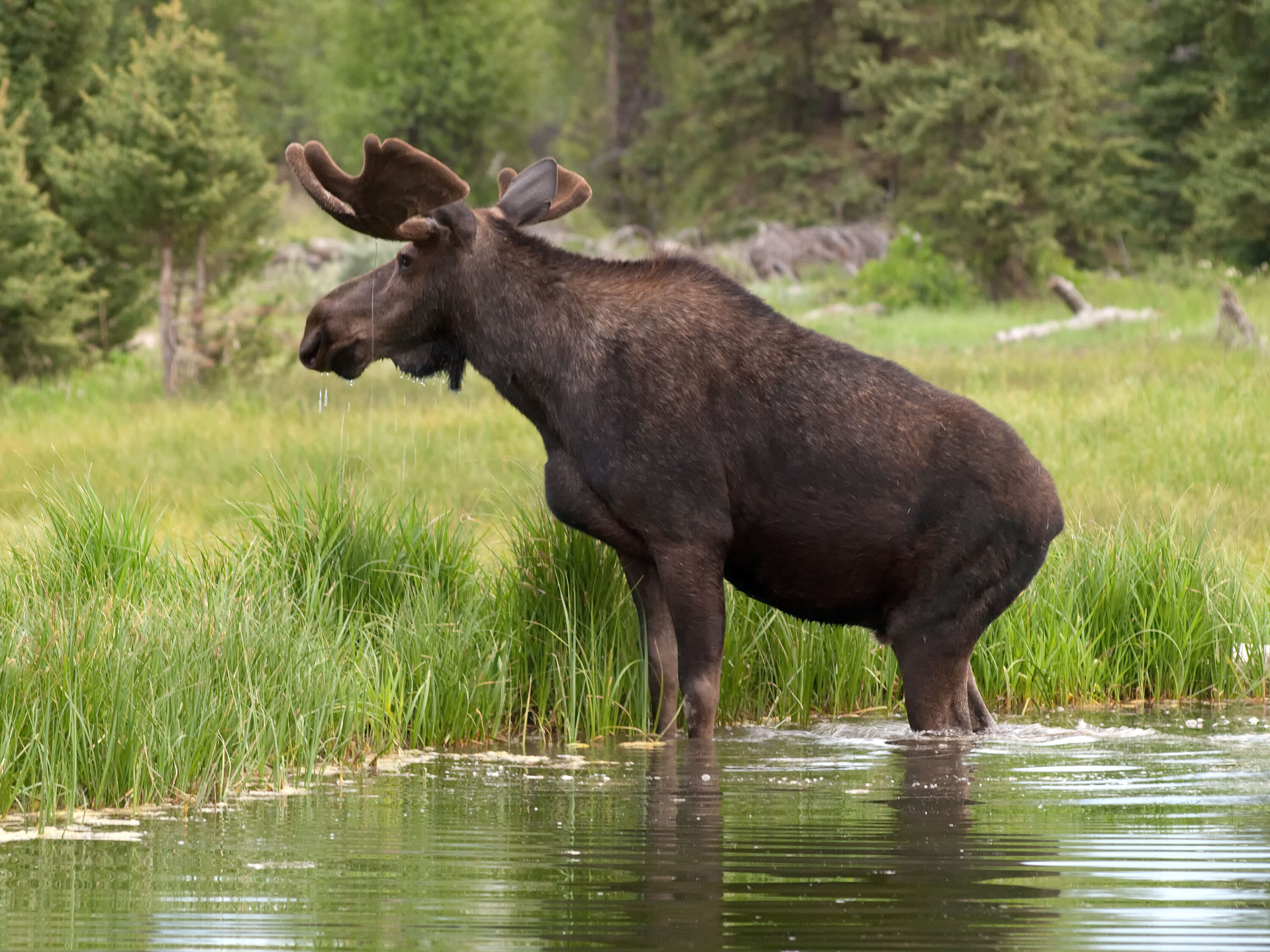 Bull moose standing in a beaver pond