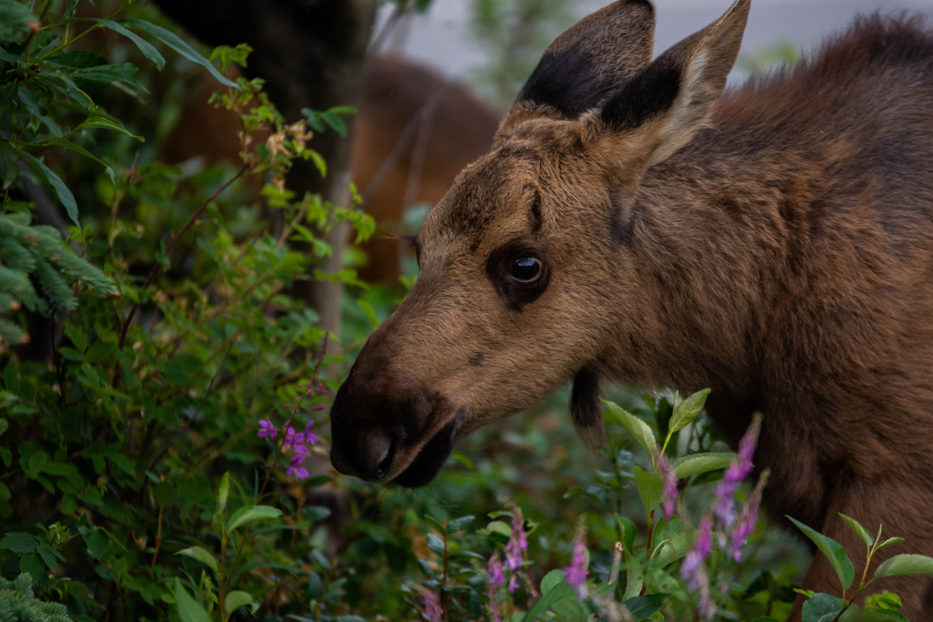 Wild moose calf in Denali National Park