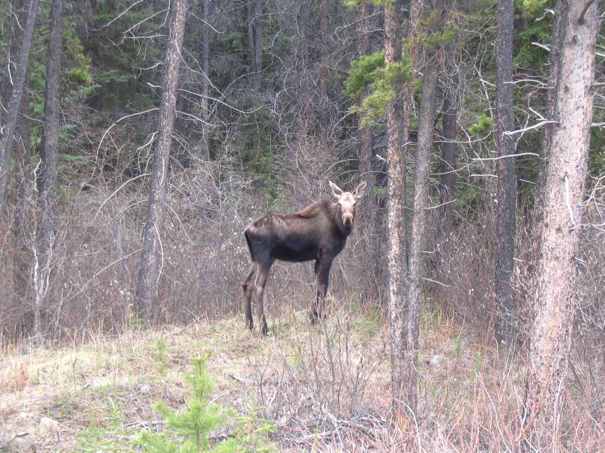 A wild yearling moose among silver-grey woodland in Atlin, British Columbia