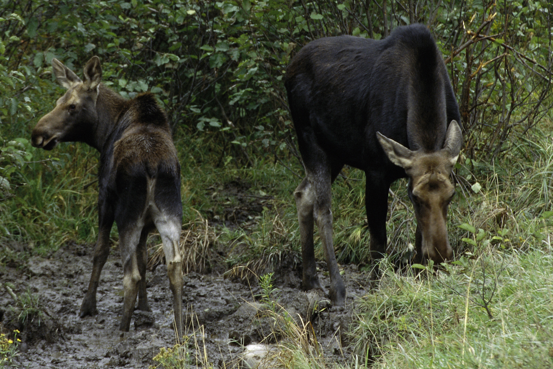 A wild moose cow standing beside her calf