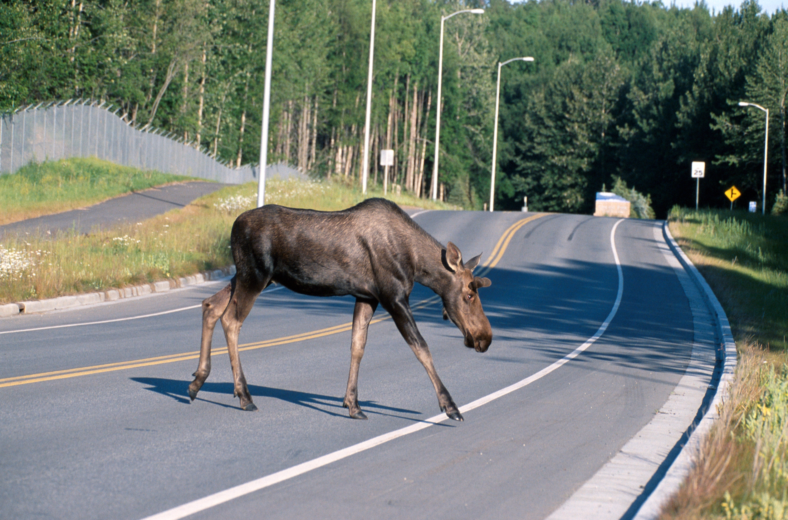 A moose stepping across a road in Alaska