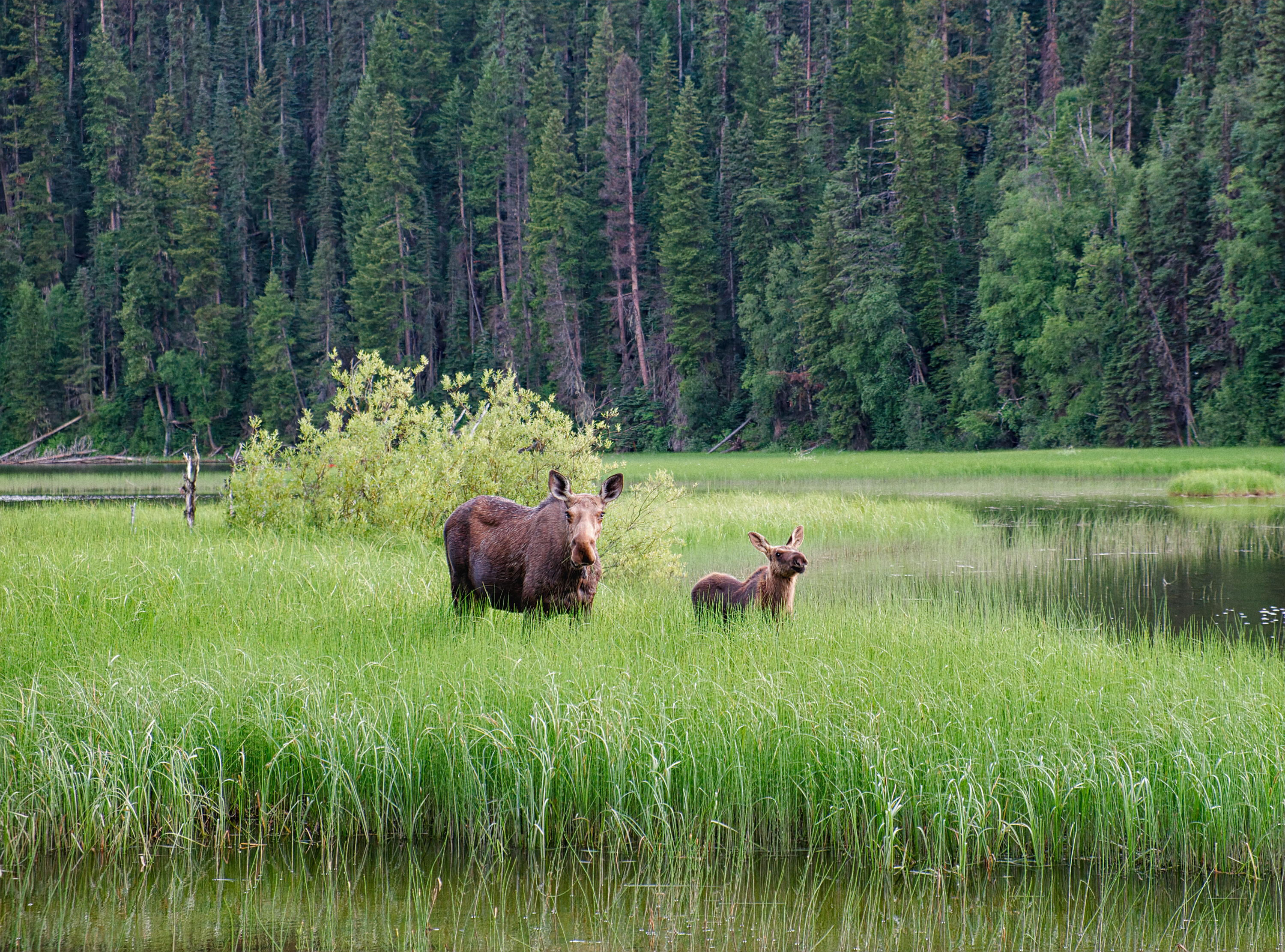 A wild moose cow and calf feeding beside the Bowron River in British Columbia