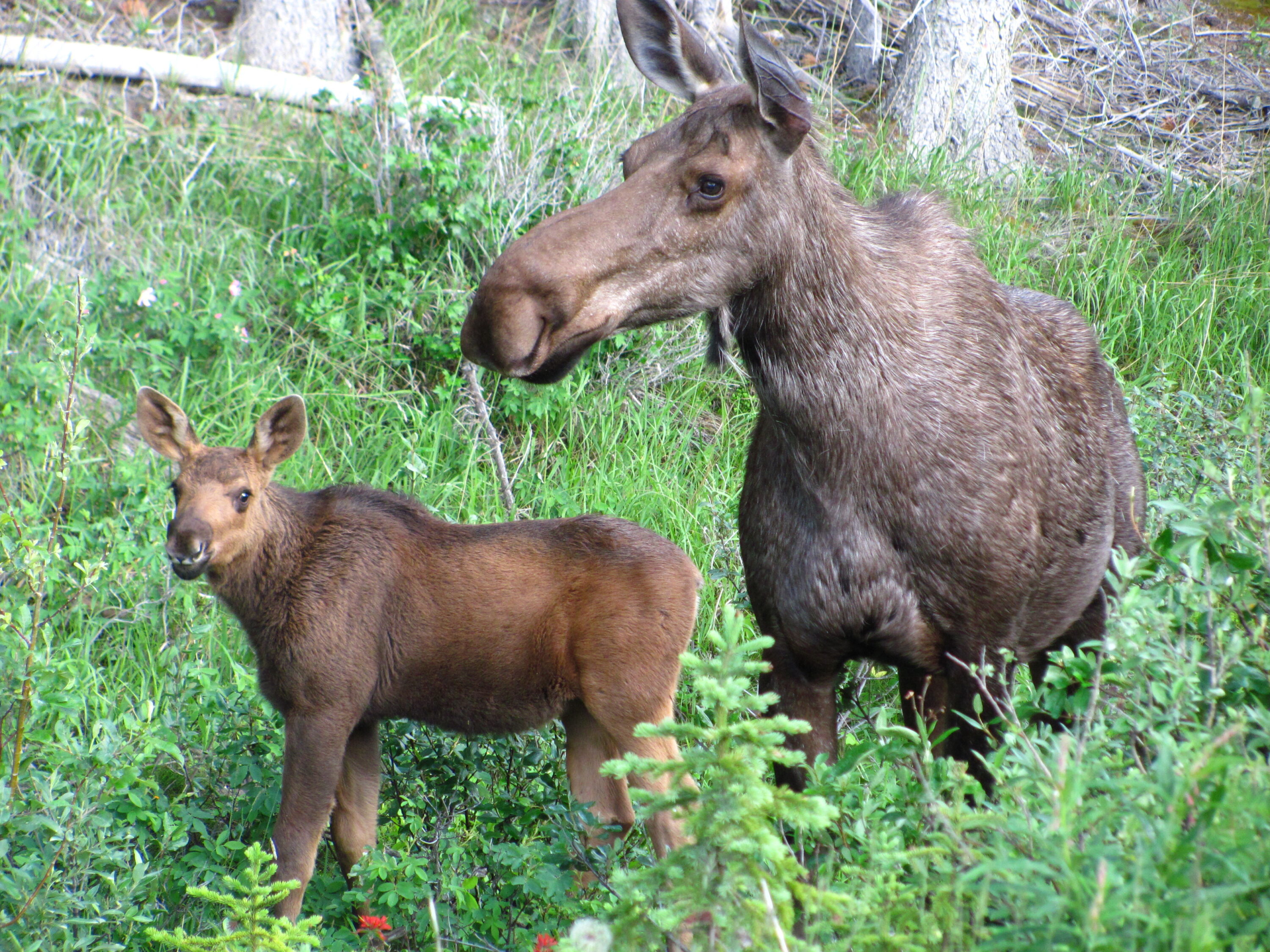 Moose cow and calf standing in forest vegetation in Kananaskis, Alberta