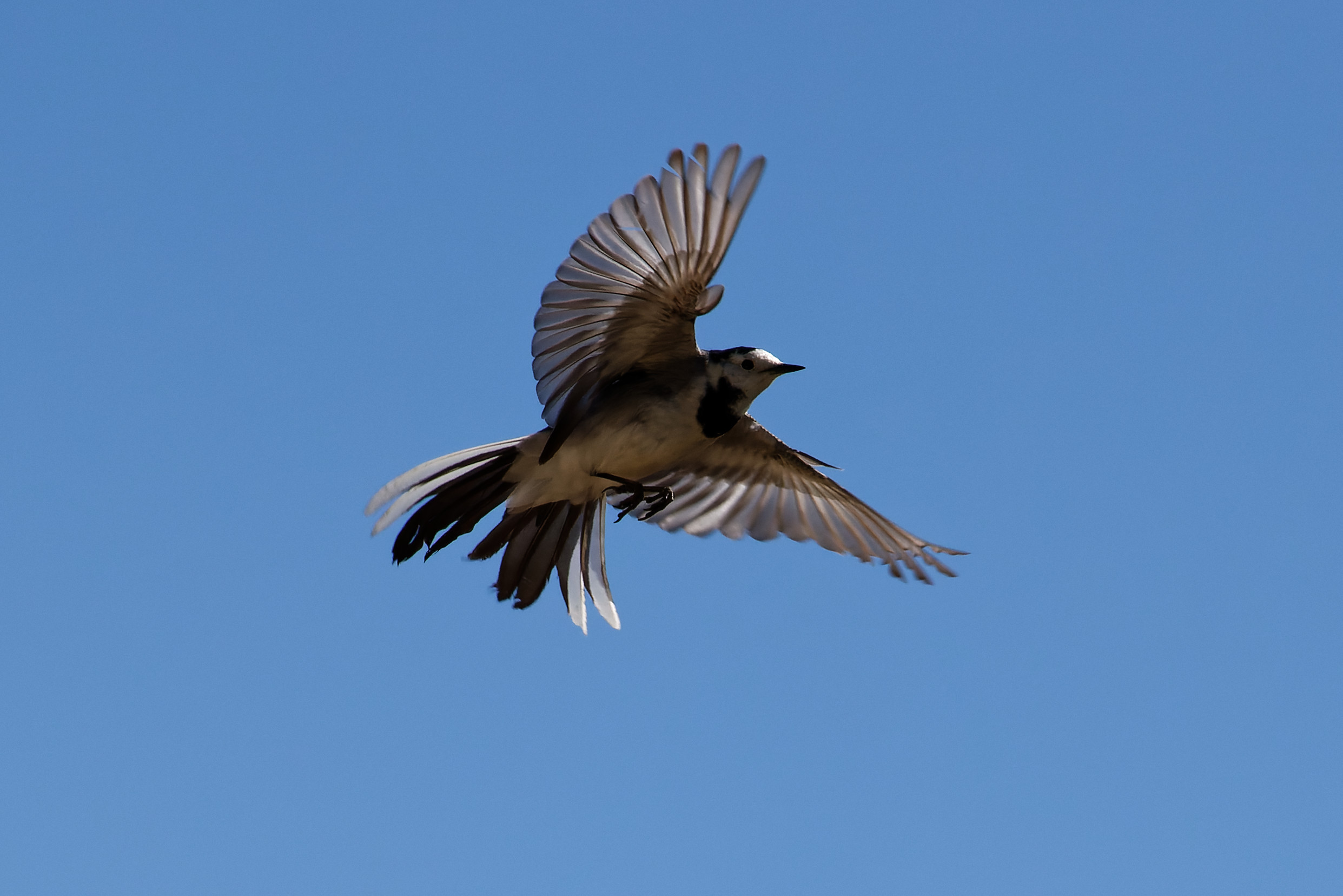A white wagtail caught in mid-flight at Kalkara, Malta