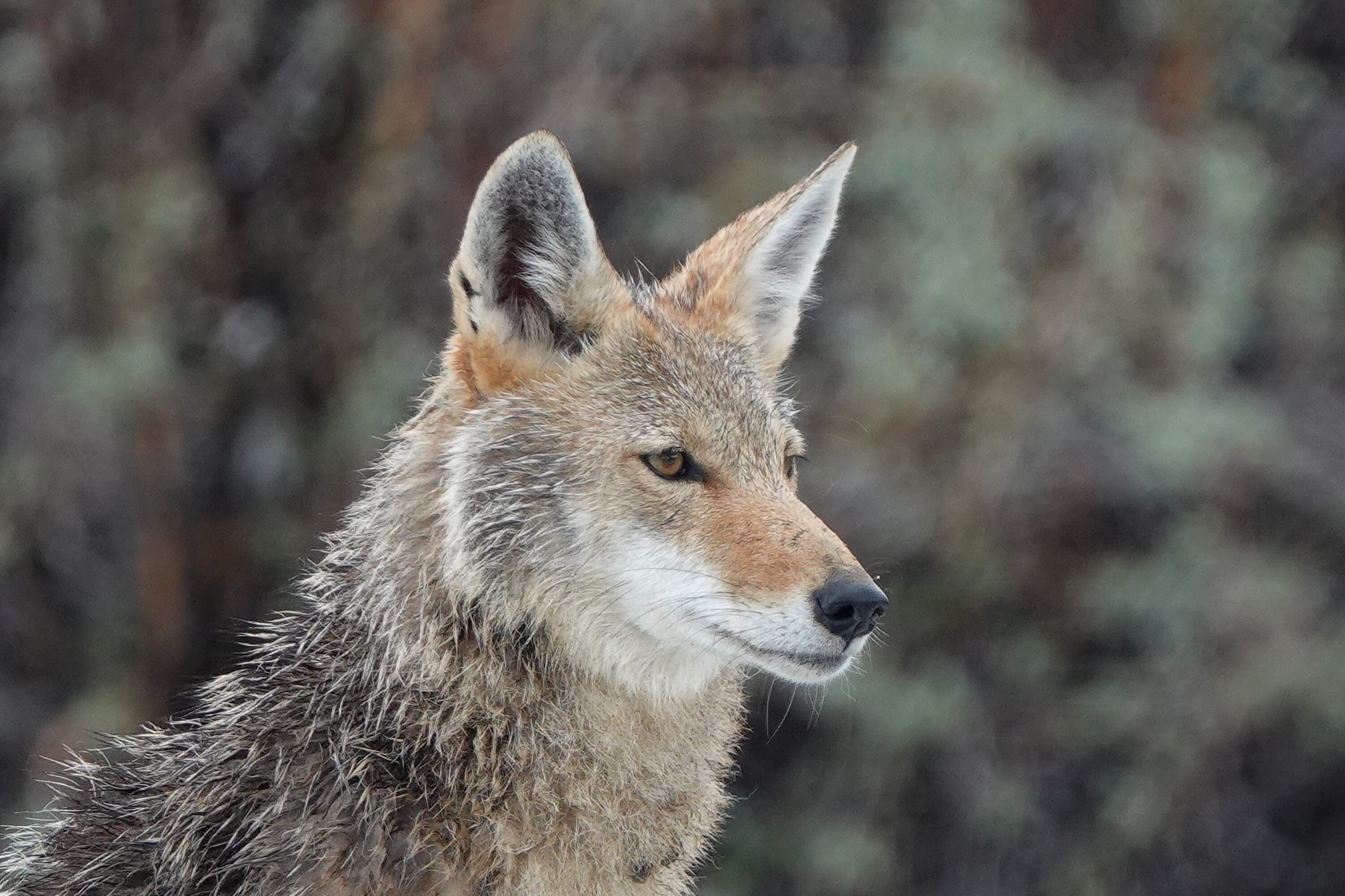 Female coyote watching over a den